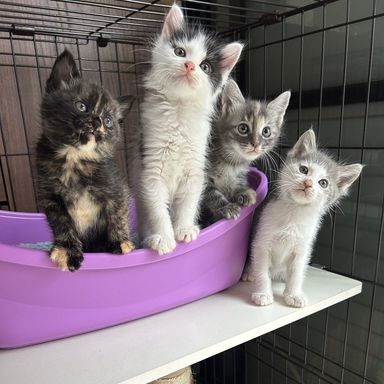 ショコラファミリー【シフォン&ホイップ】