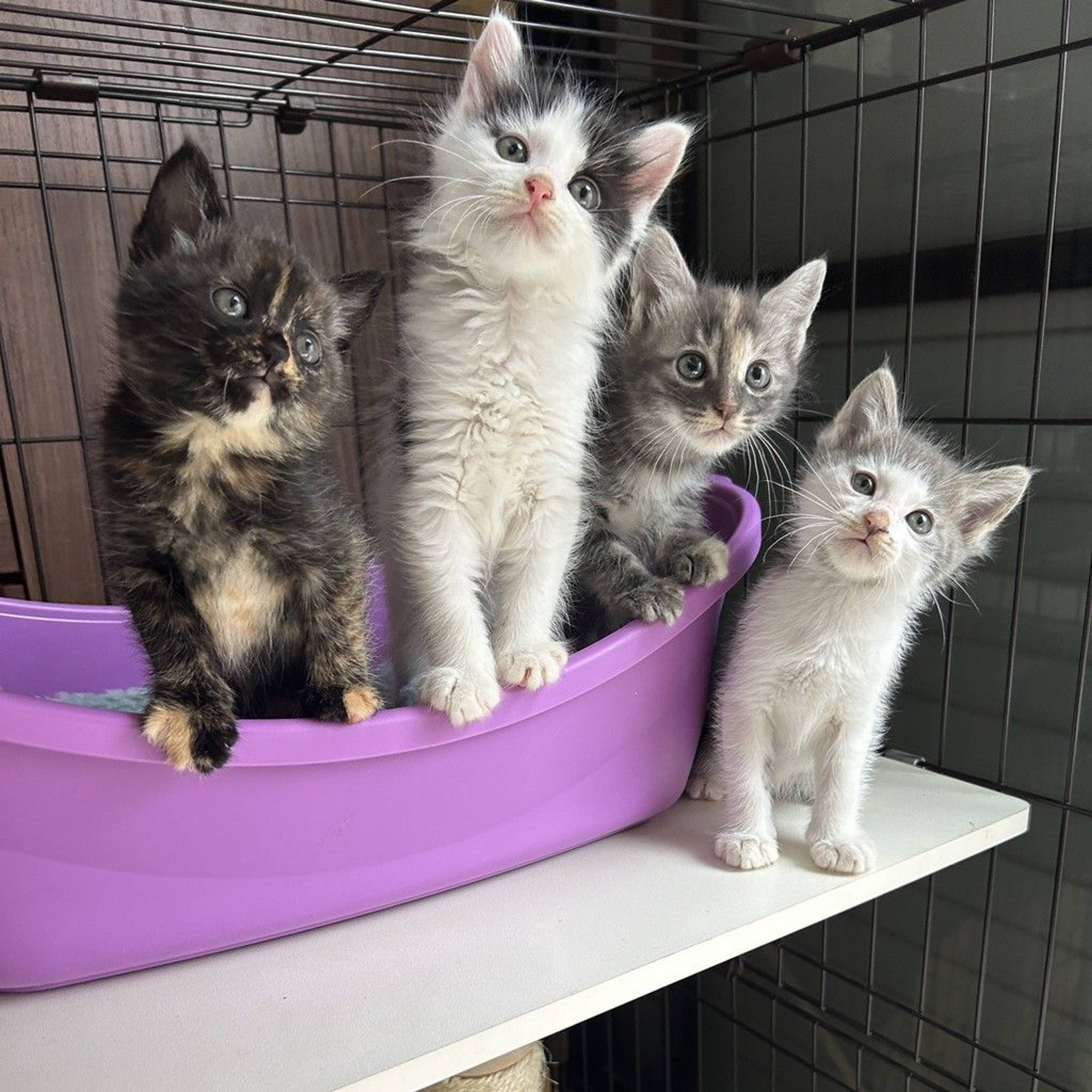 雑種（ミックス猫）・オスの里親募集の写真