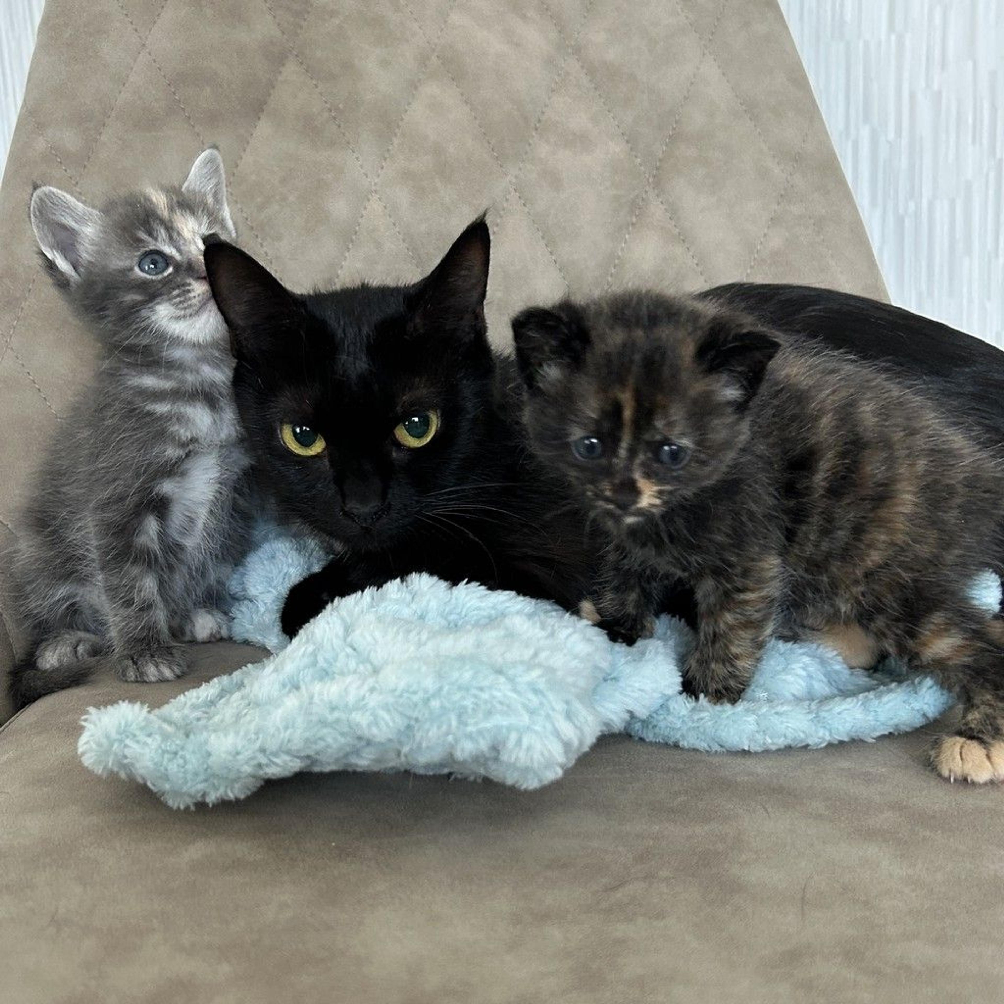 pet-image-4