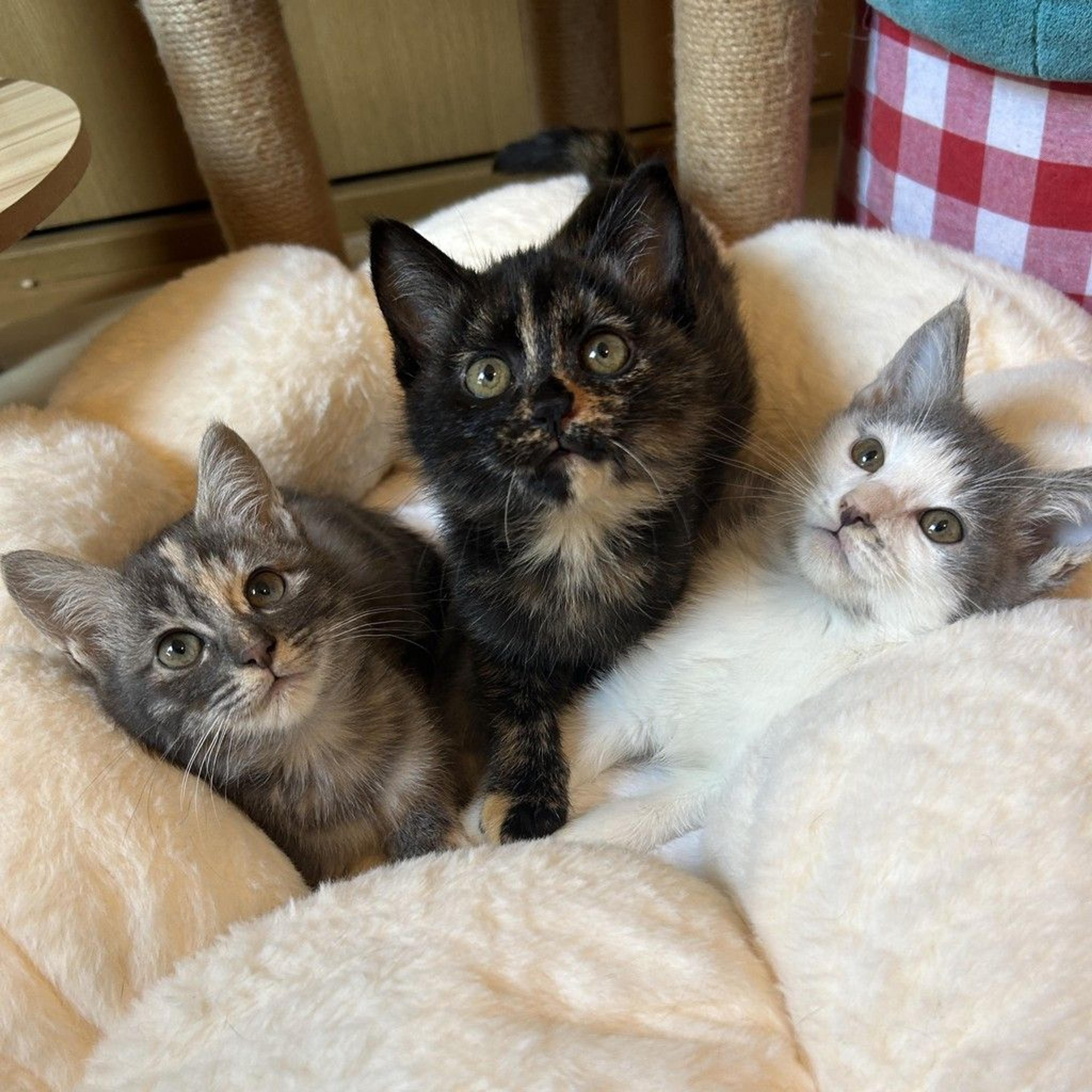 pet-image-5
