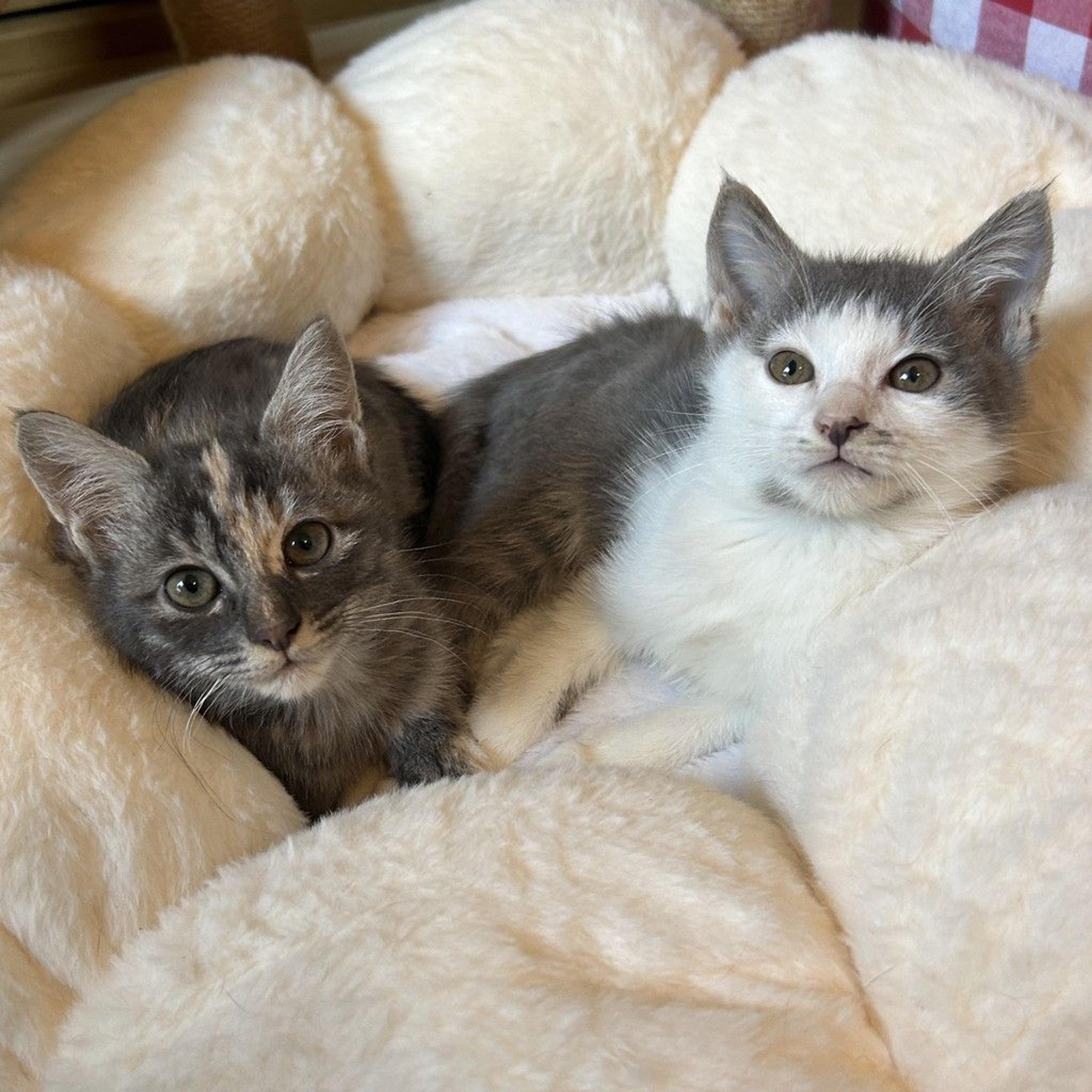 pet-image-6