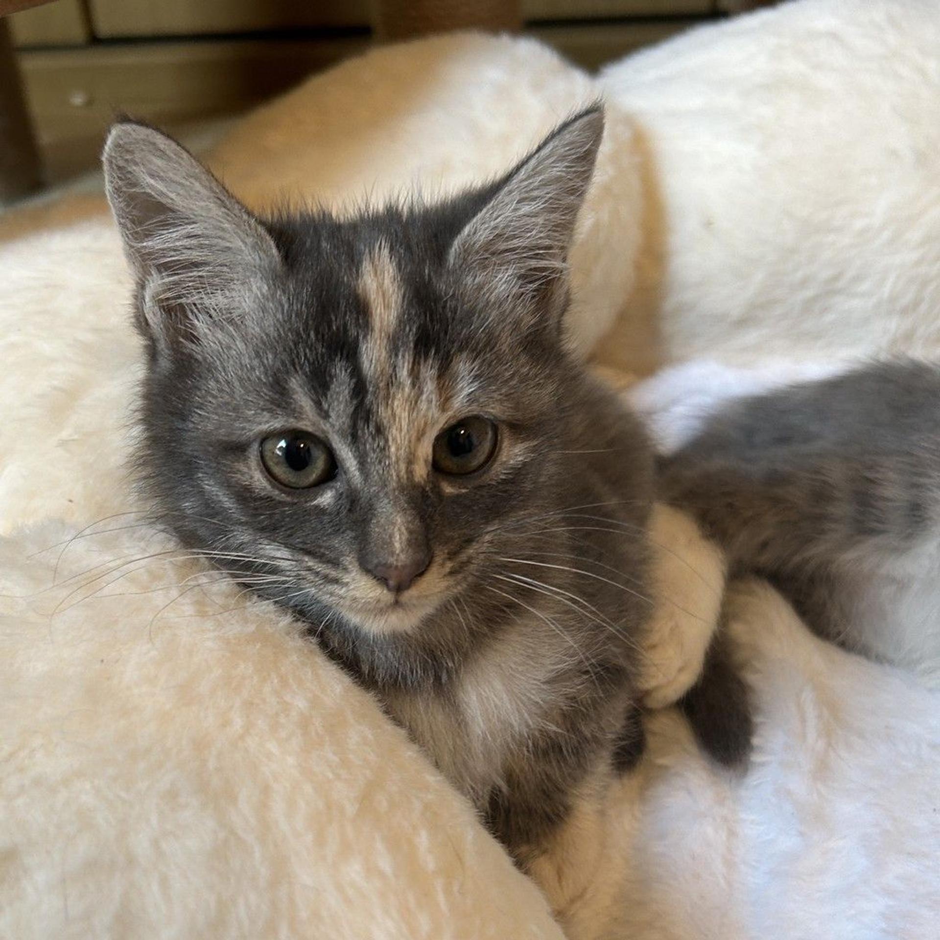 pet-image-7