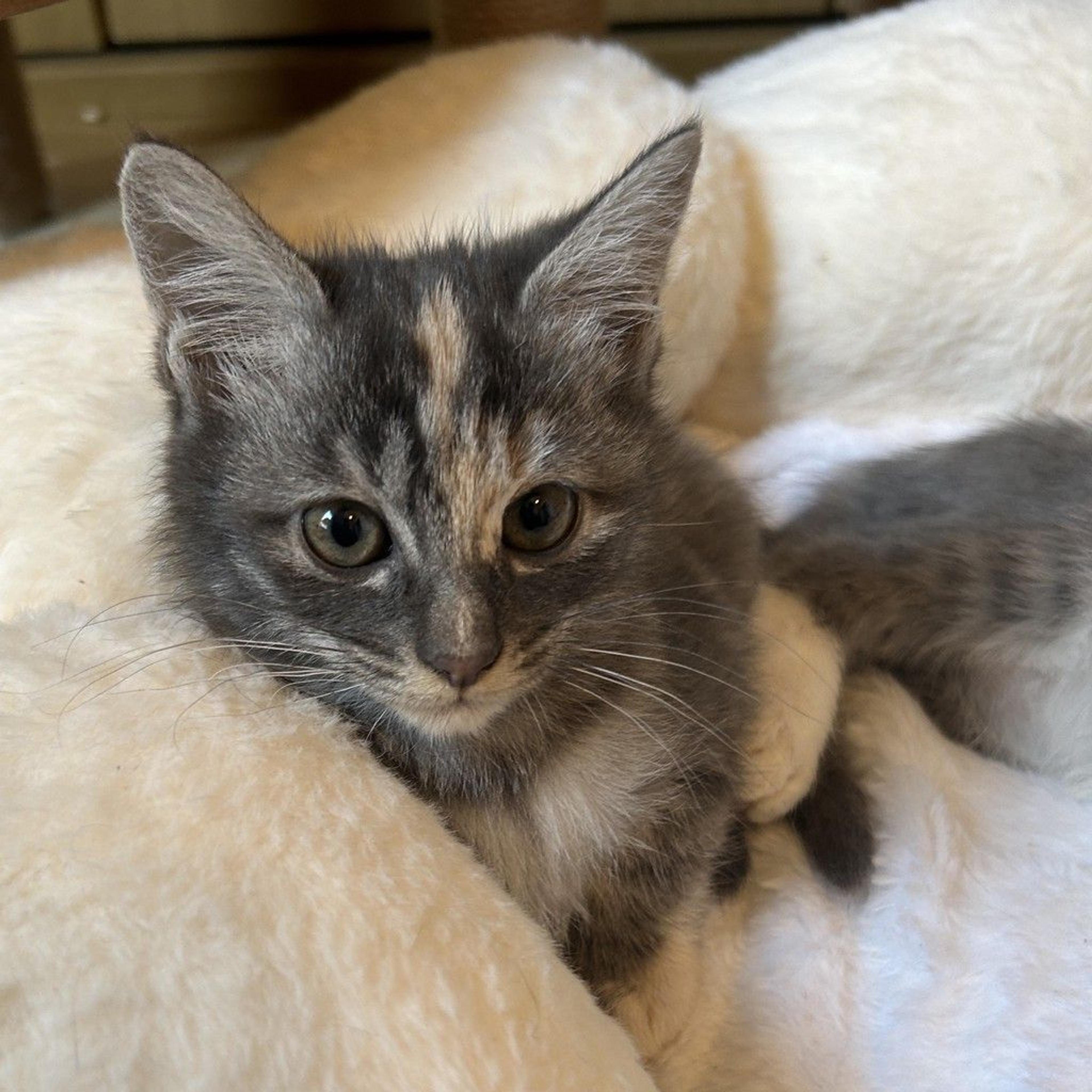pet-image-7