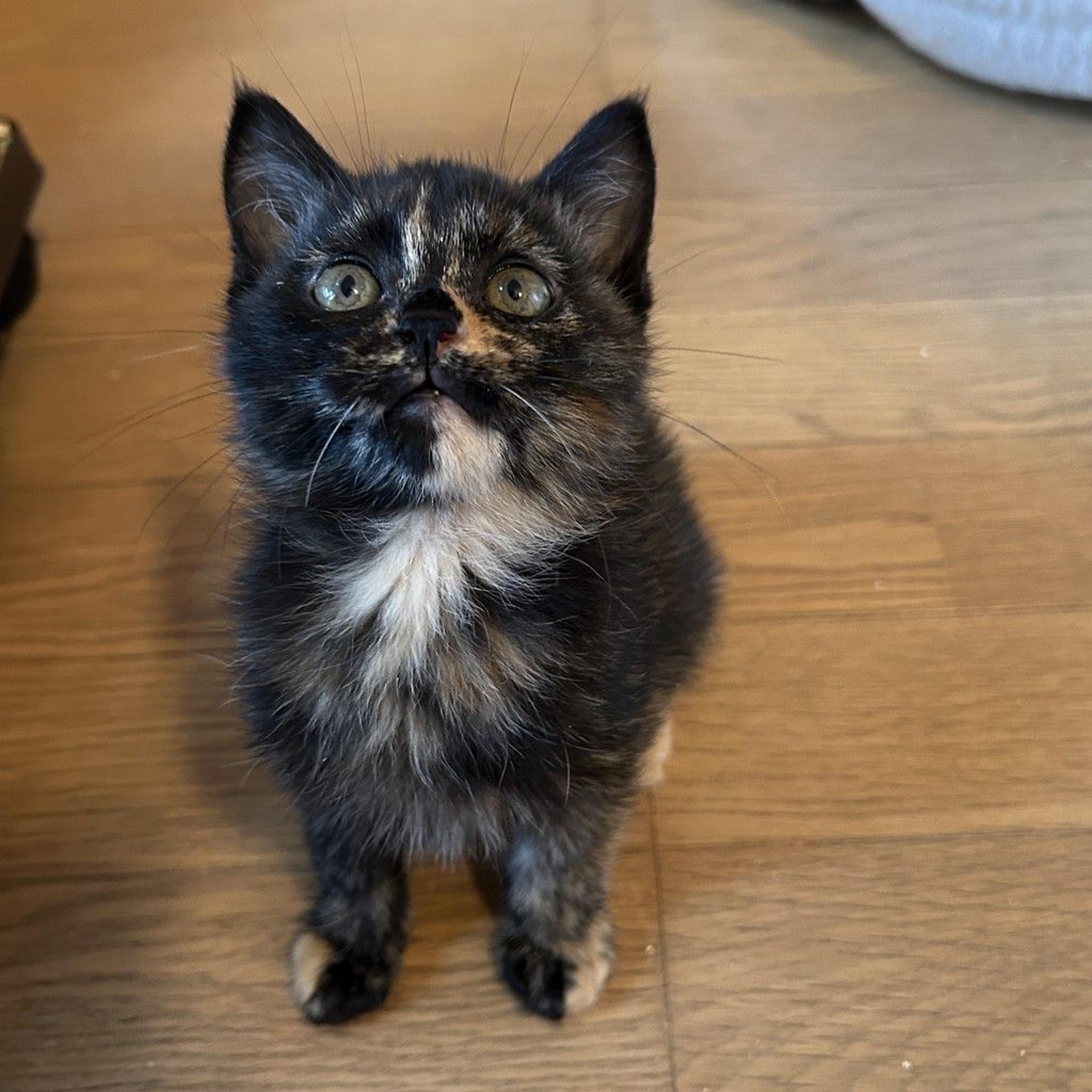 pet-image-8