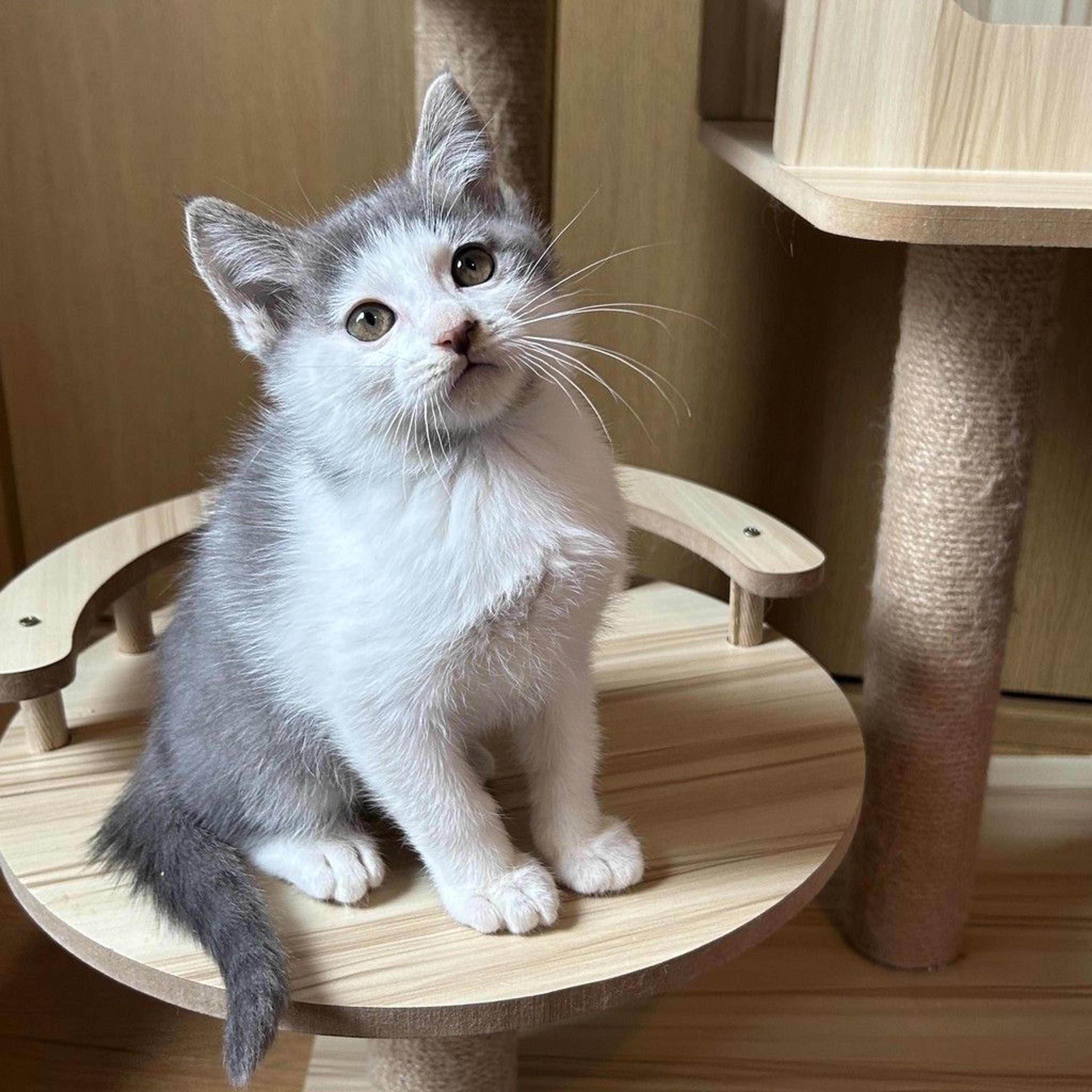 pet-image-9