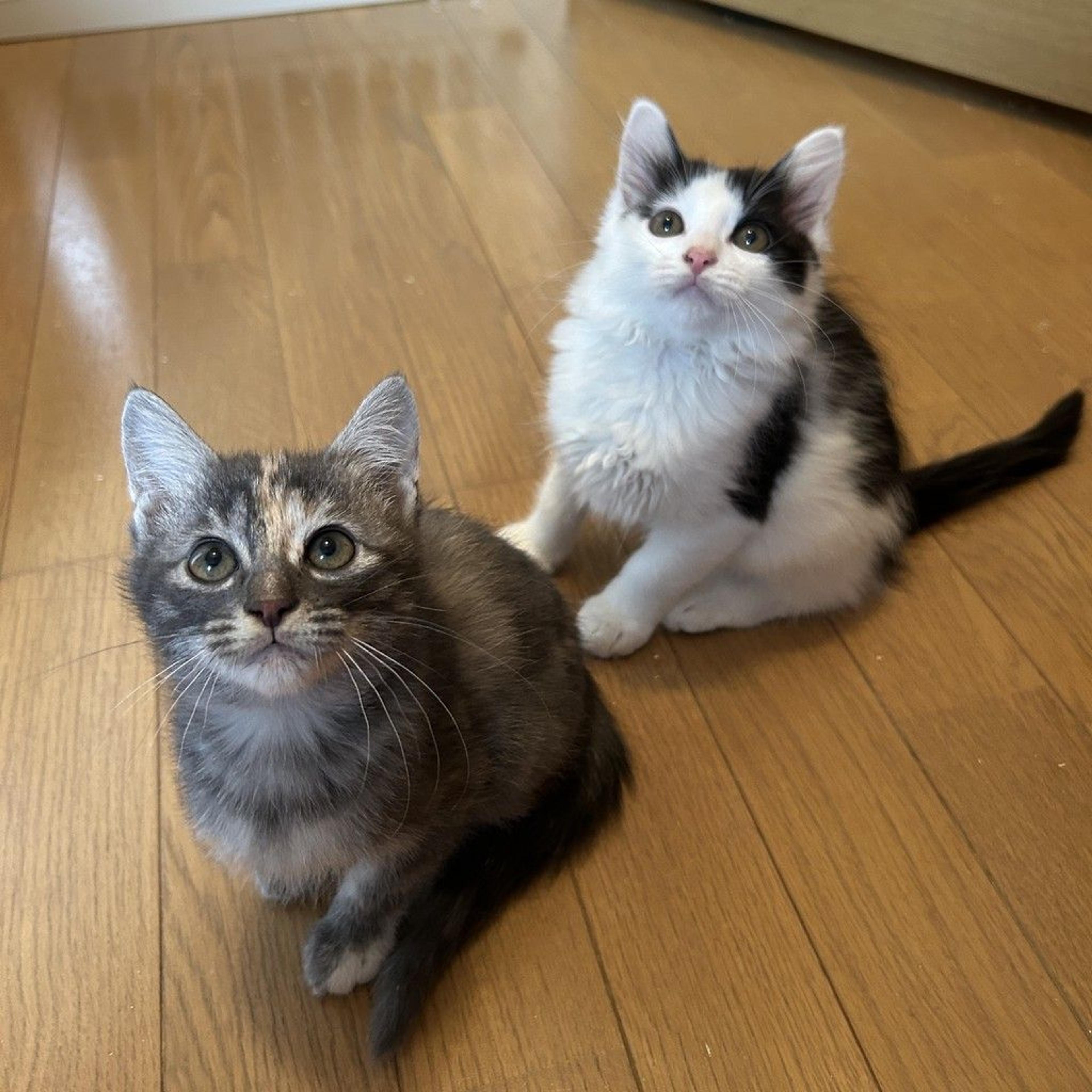 pet-image-10