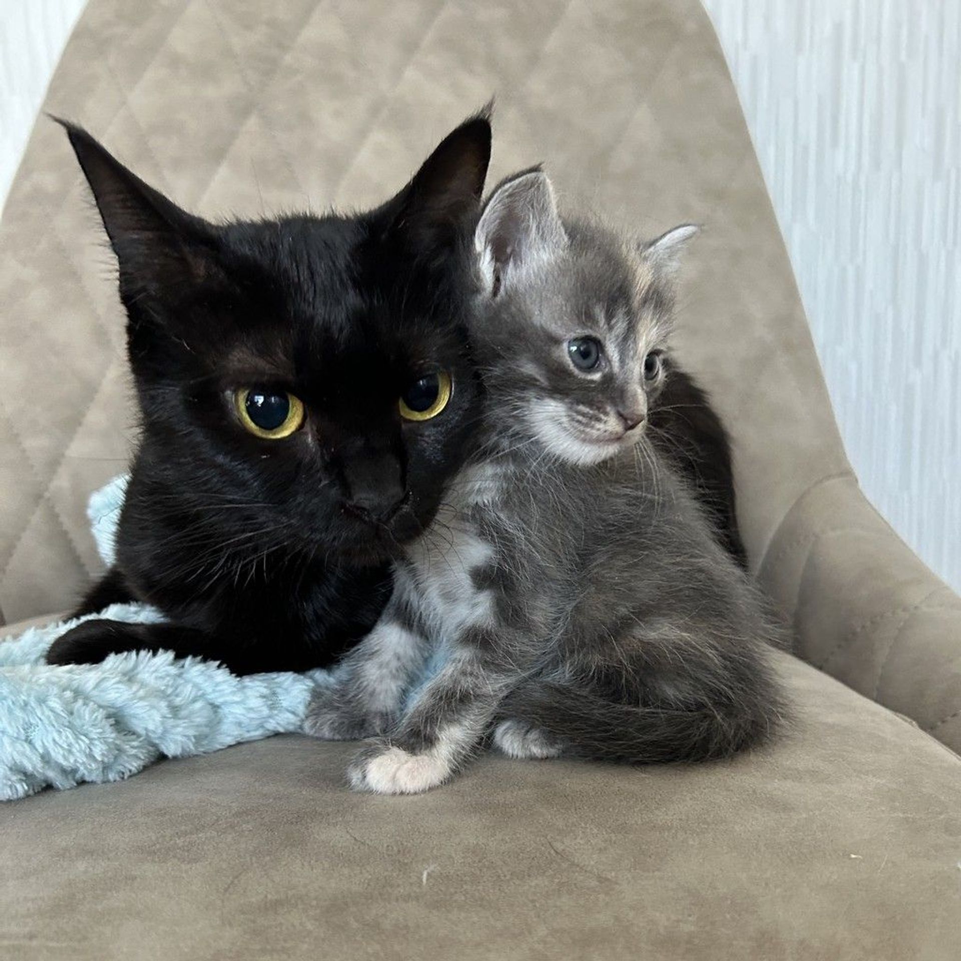 雑種（ミックス猫）・メスの里親募集の写真