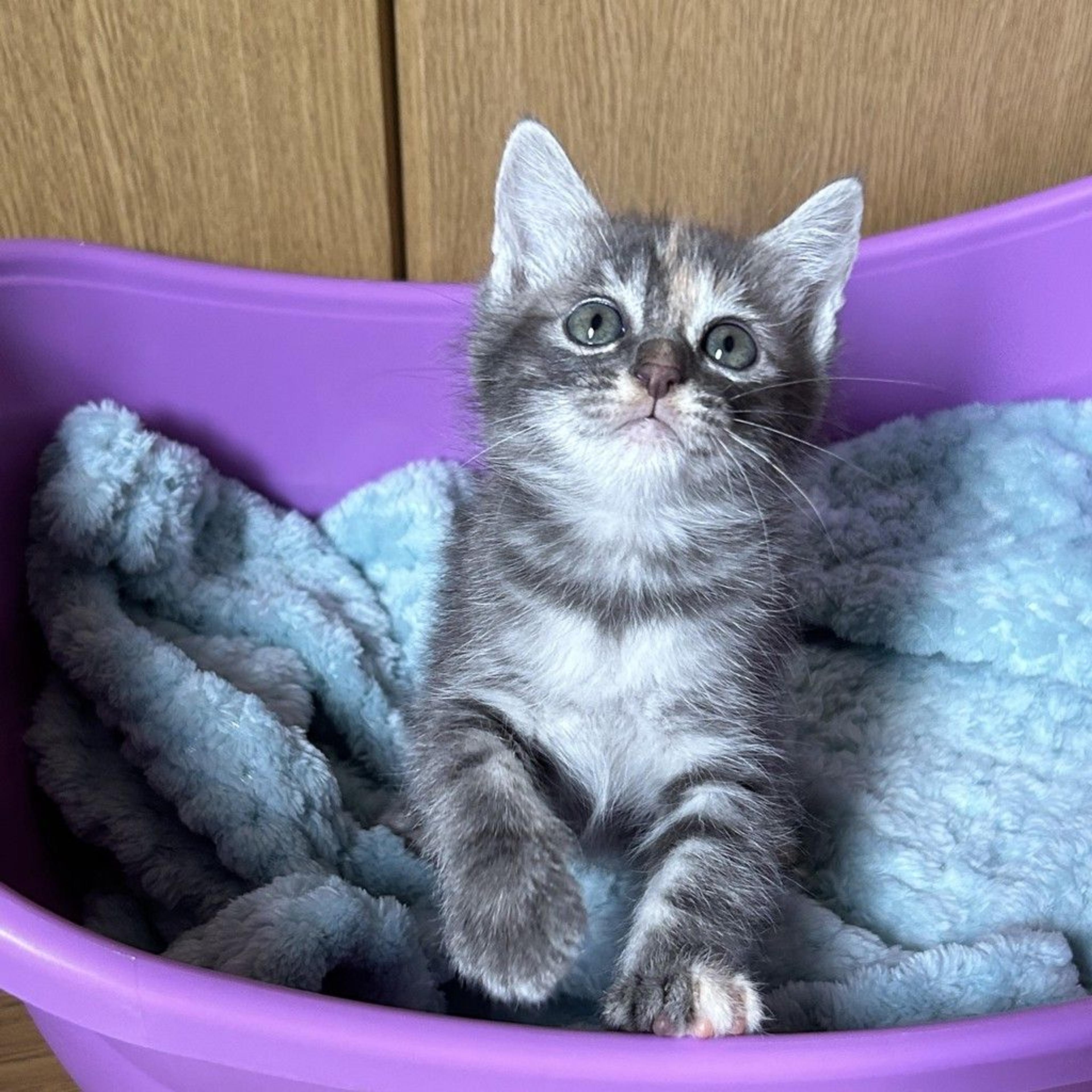 pet-image-5