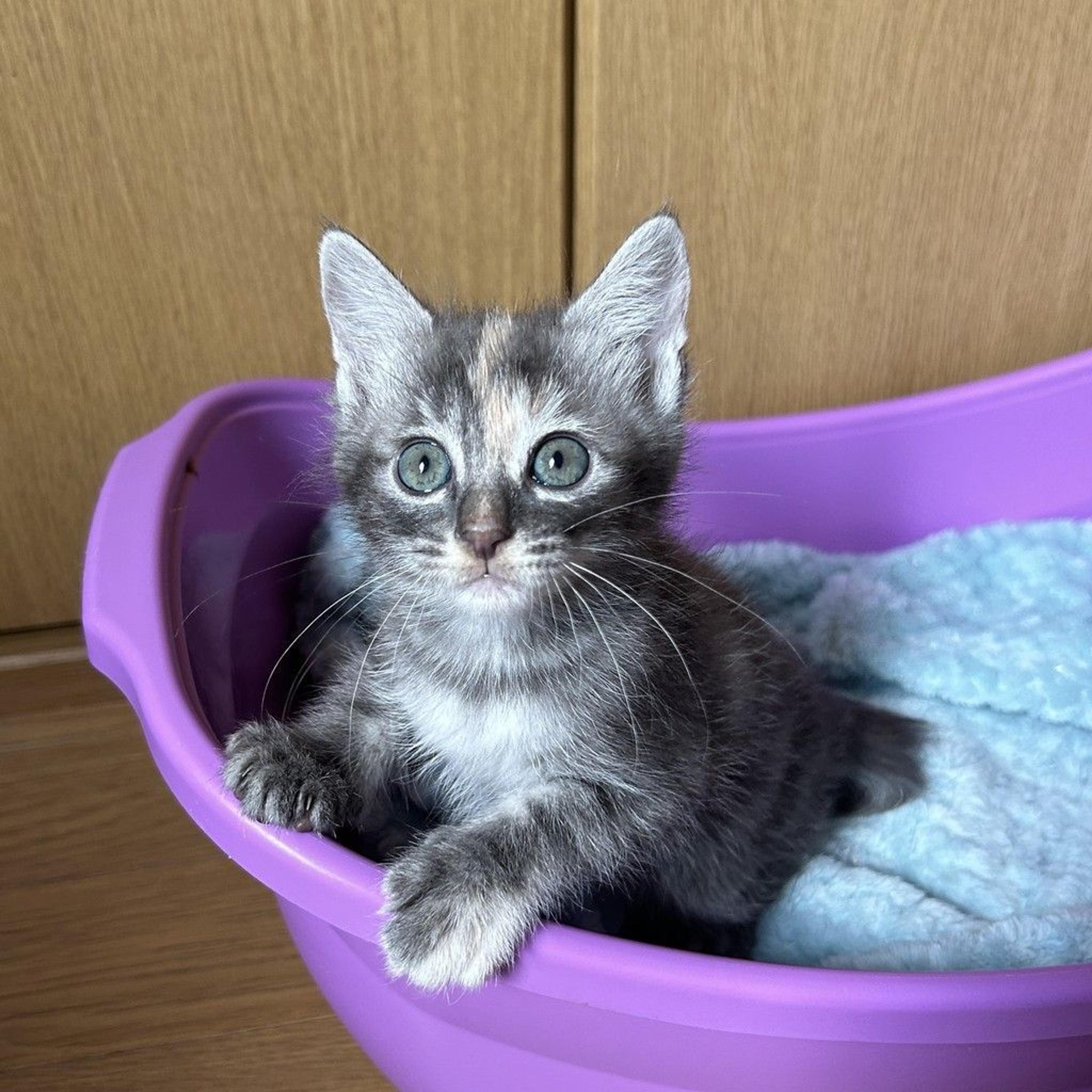 pet-image-6