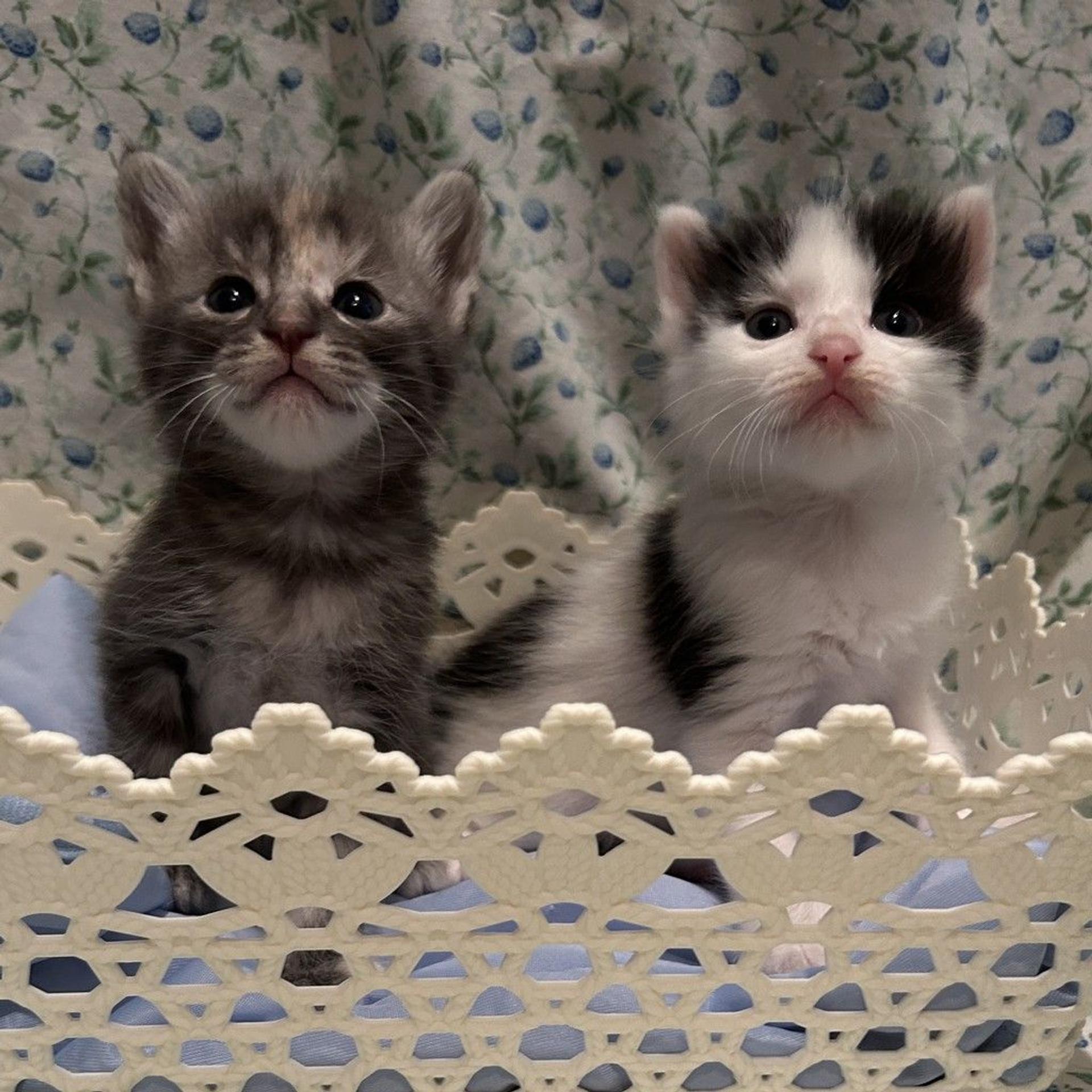 pet-image-8
