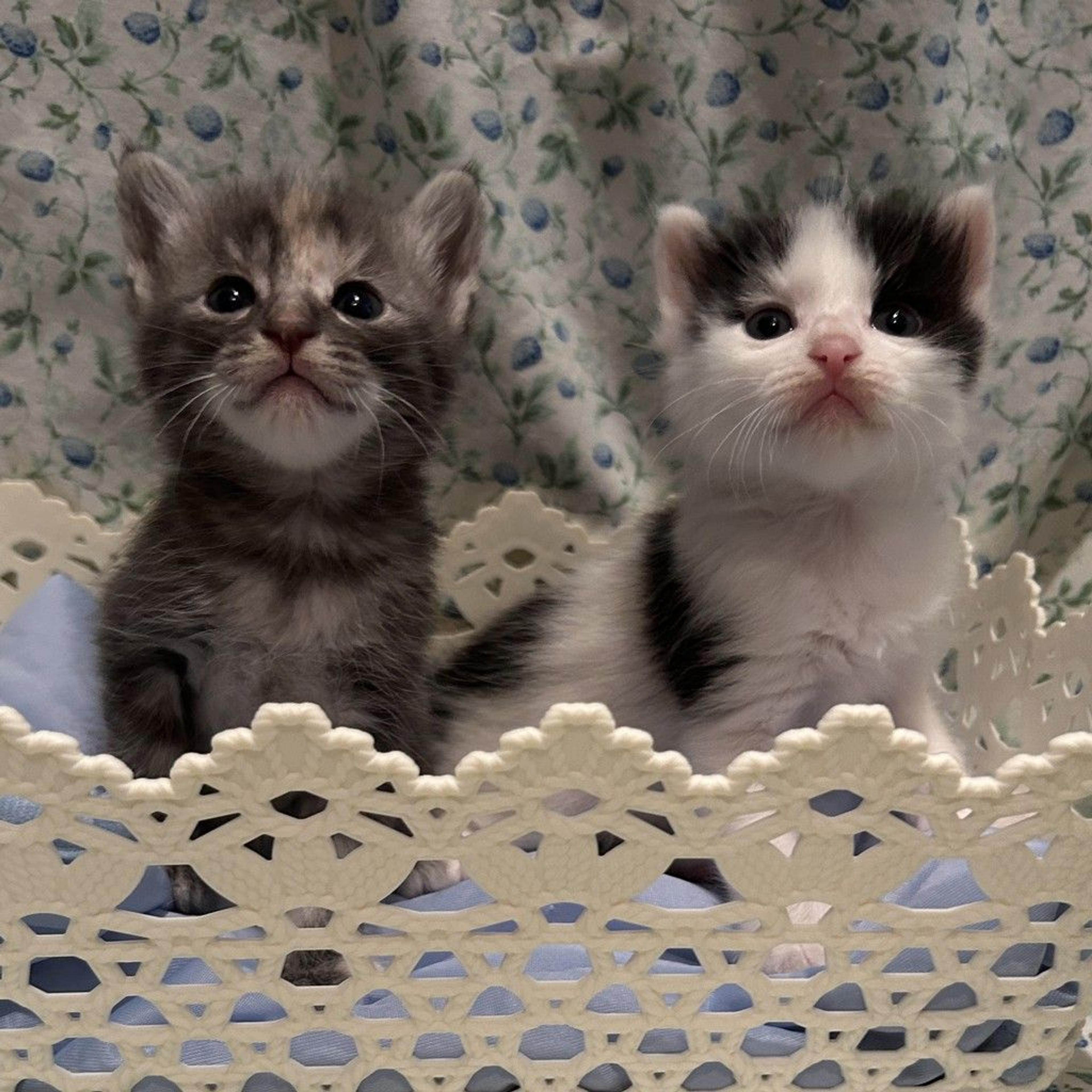 pet-image-8