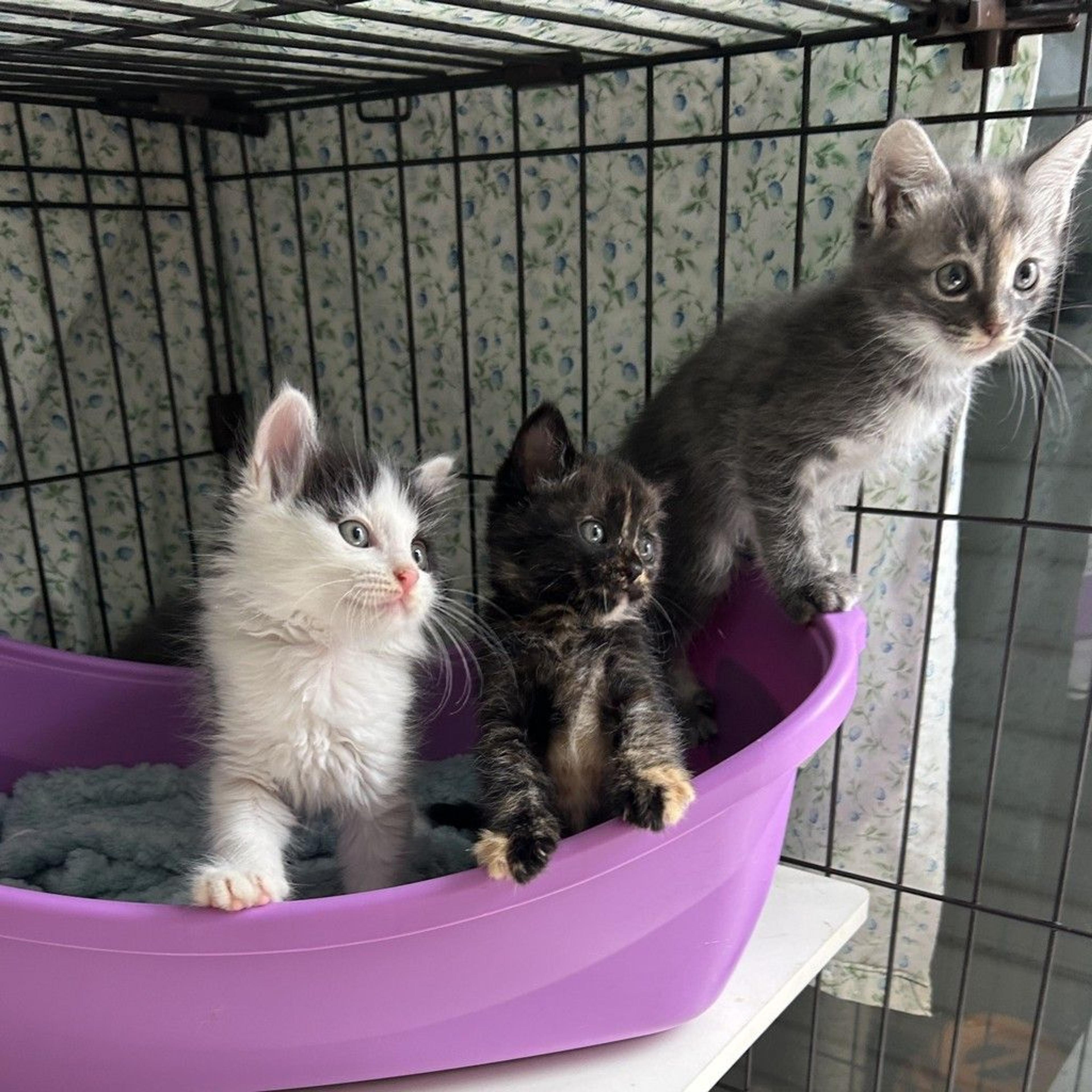 pet-image-9