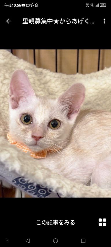 からあげちゃん