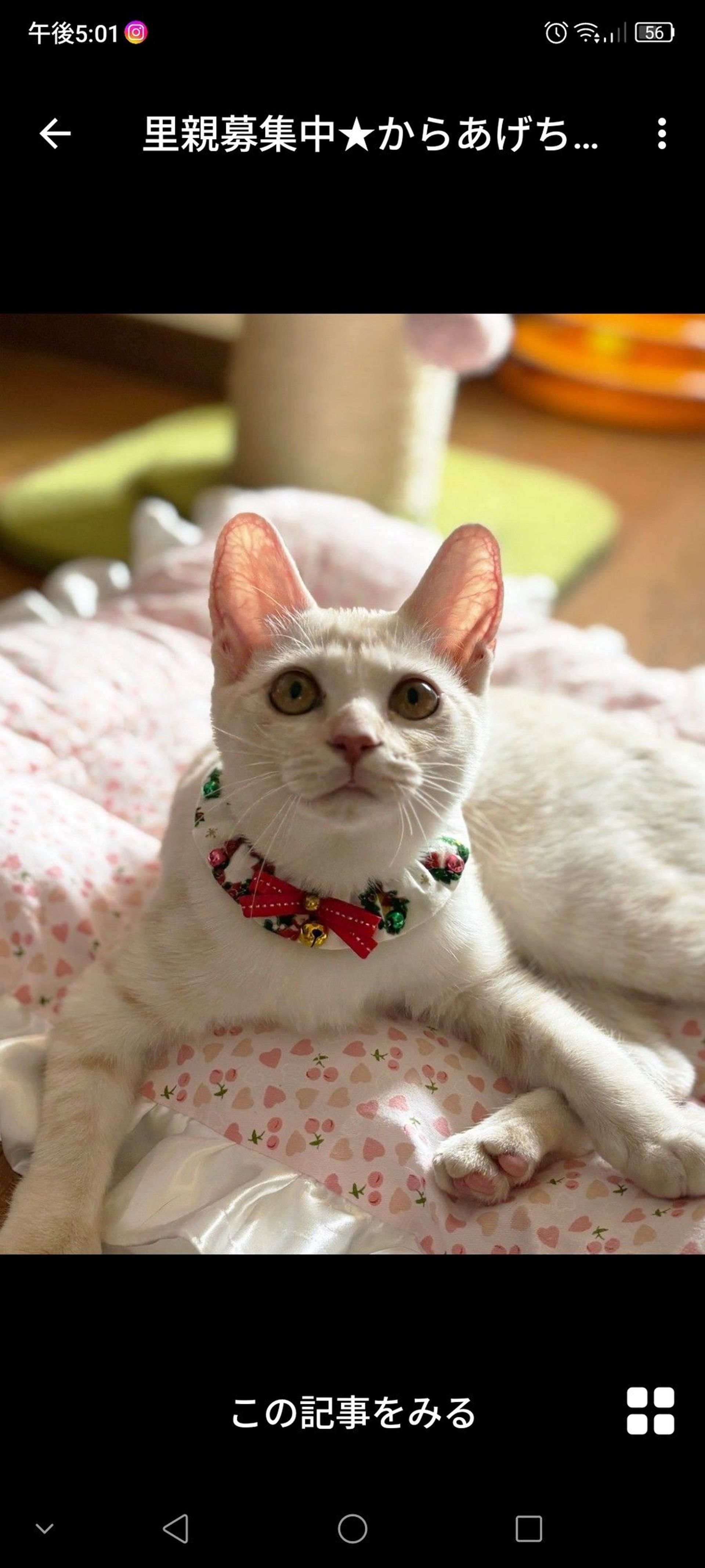 雑種（ミックス猫）・メスの里親募集の写真