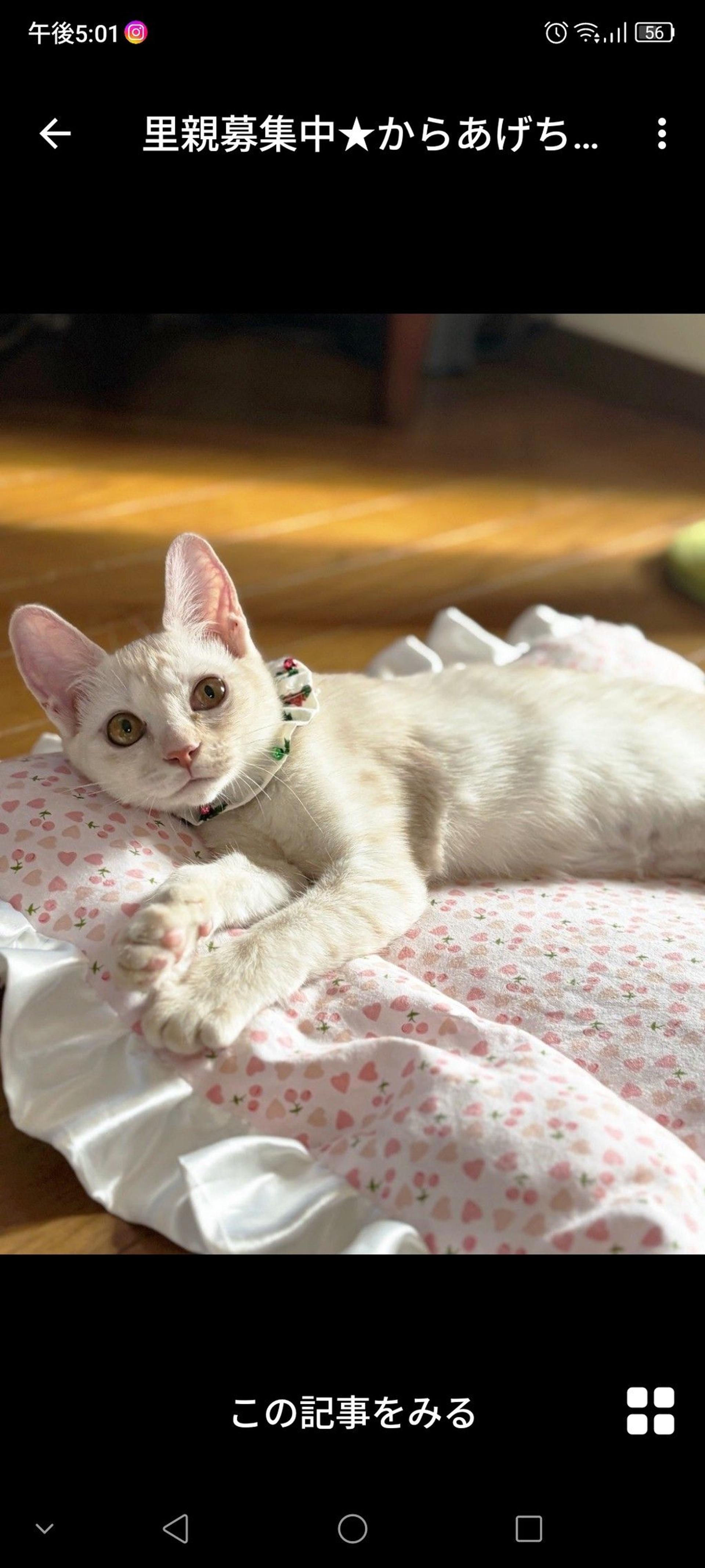 pet-image-2