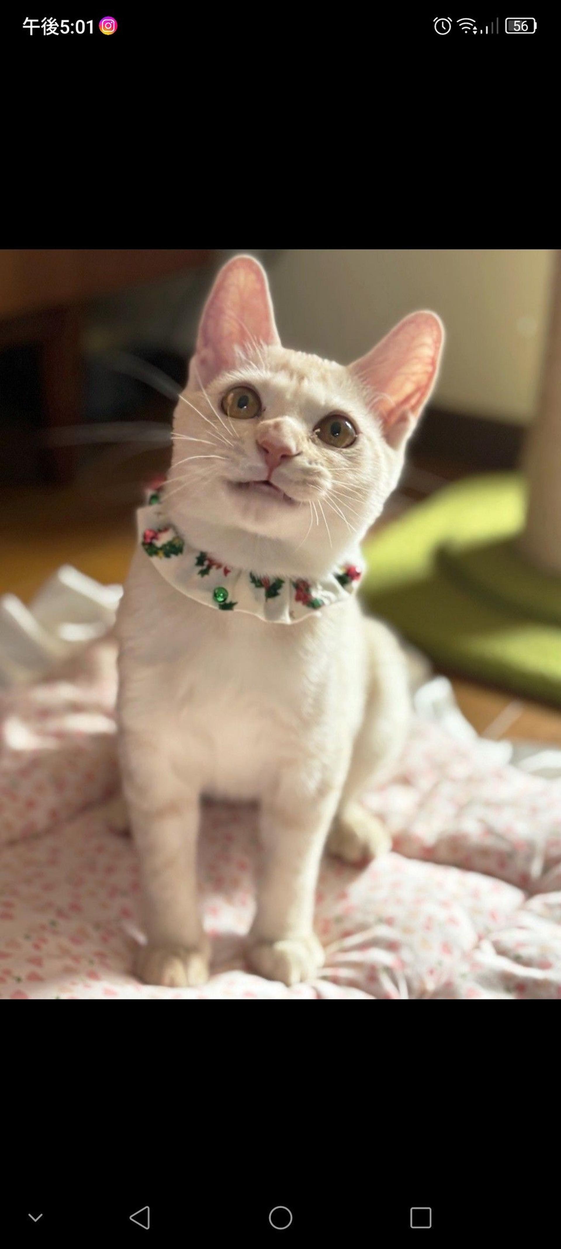 pet-image-3