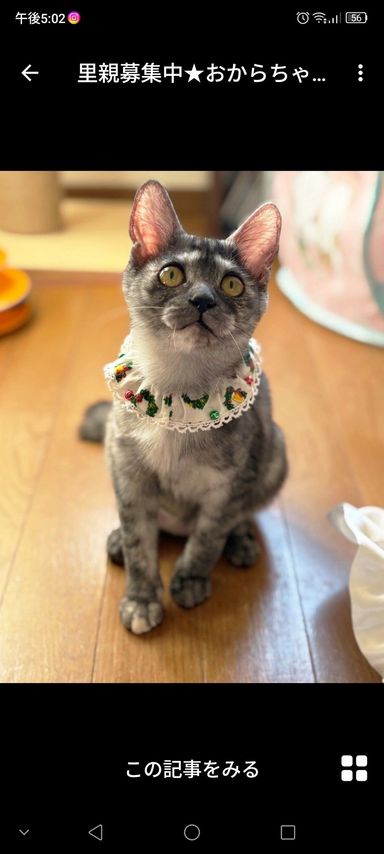 雑種（ミックス猫）・メスの里親募集の写真