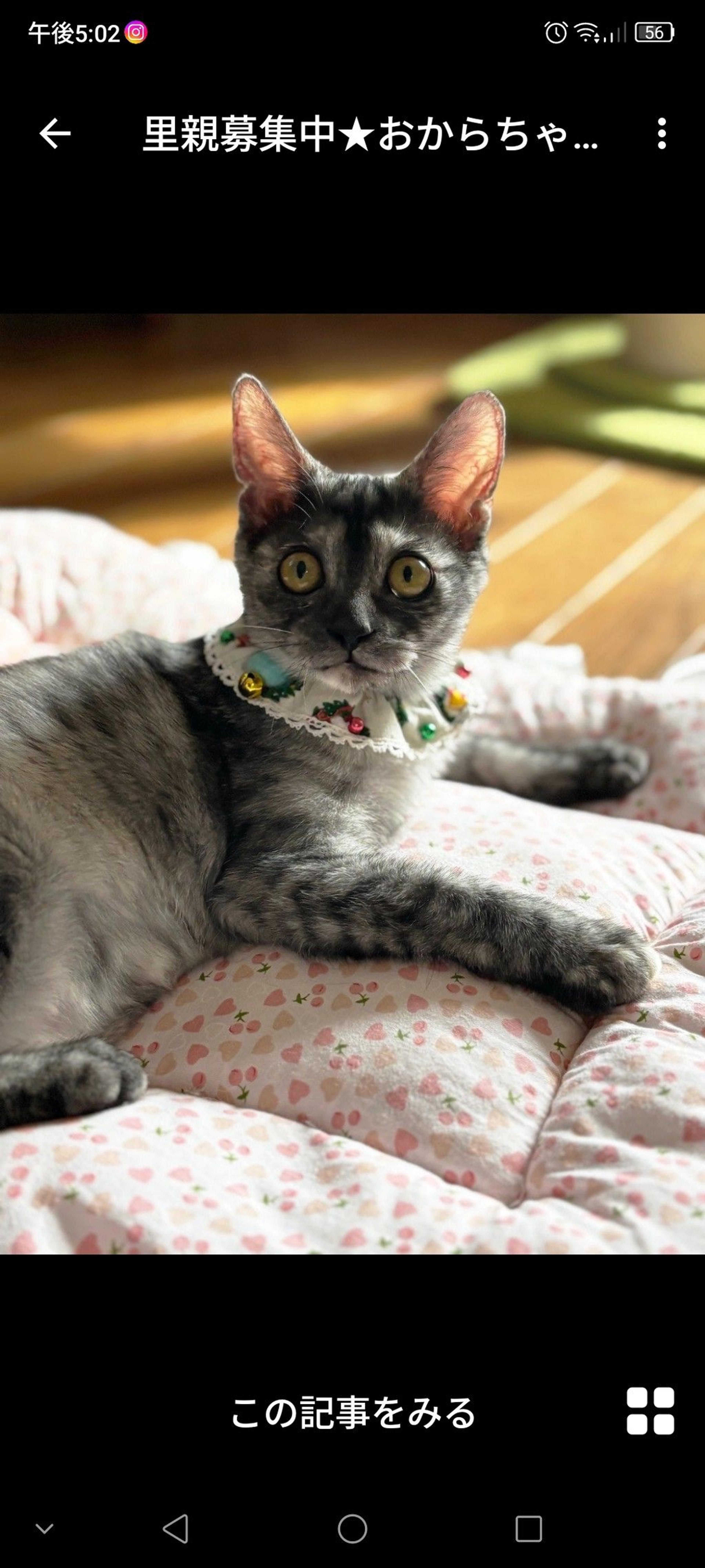 pet-image-2