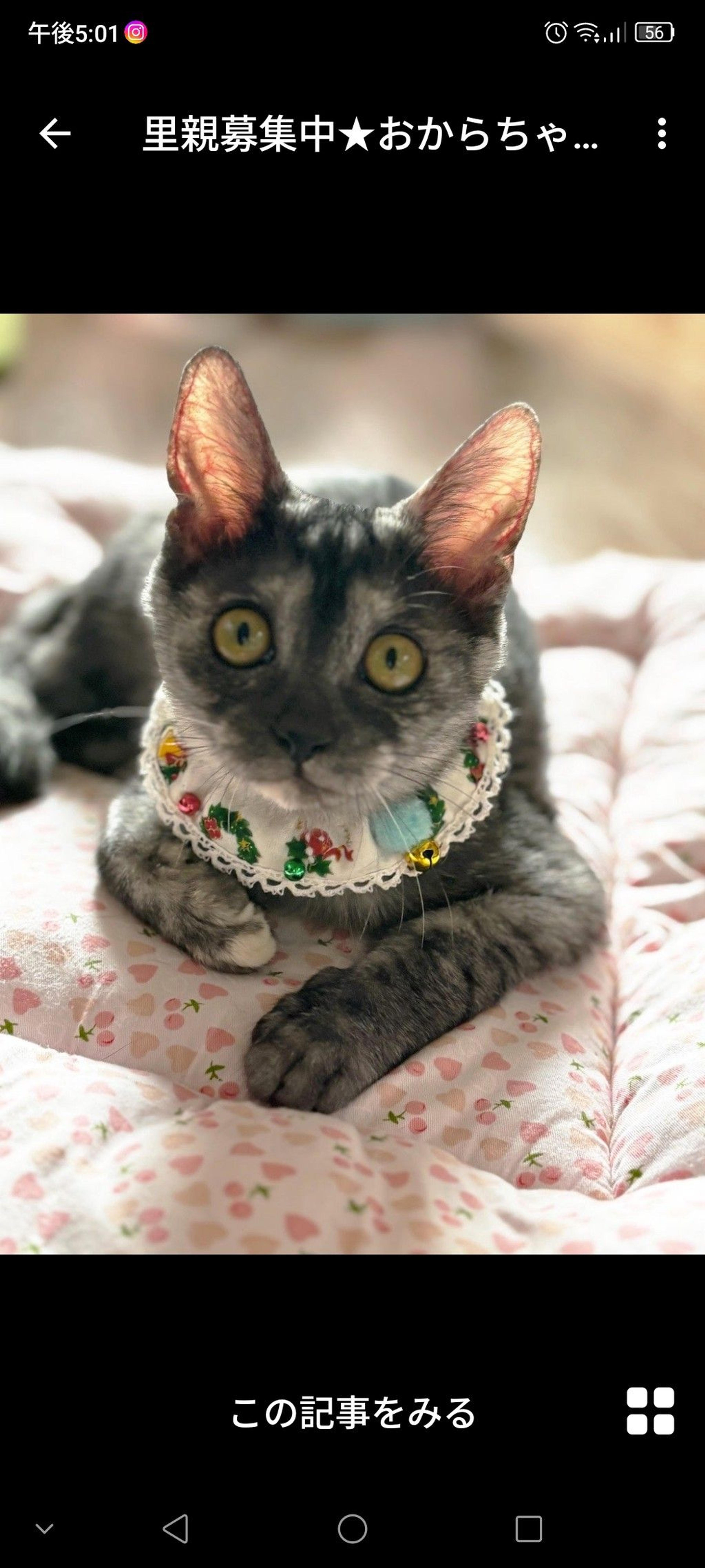 pet-image-3