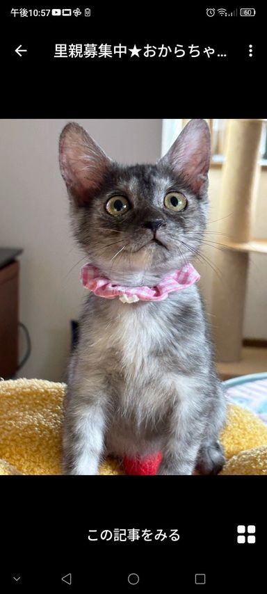 おからちゃん