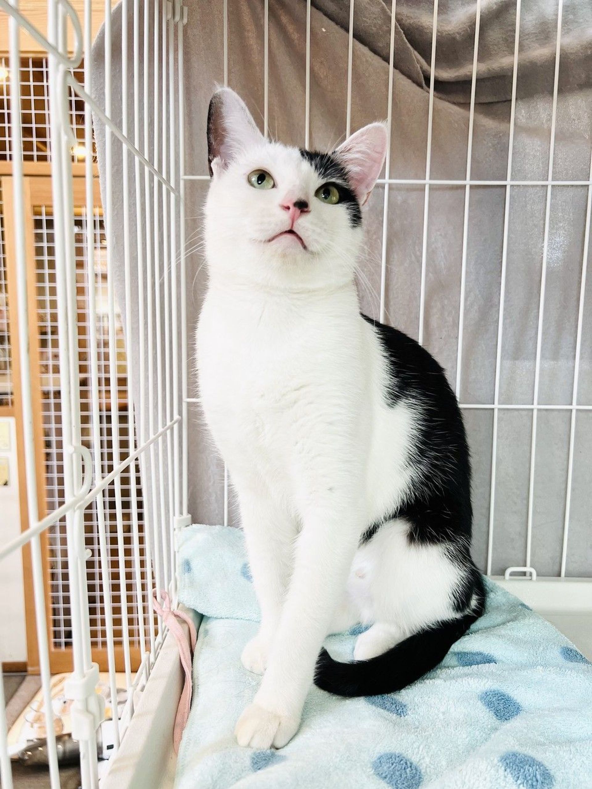 雑種（ミックス猫）・メスの里親募集の写真