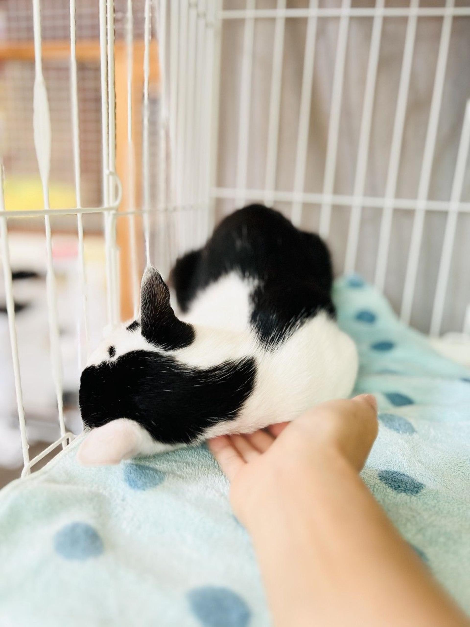 pet-image-5