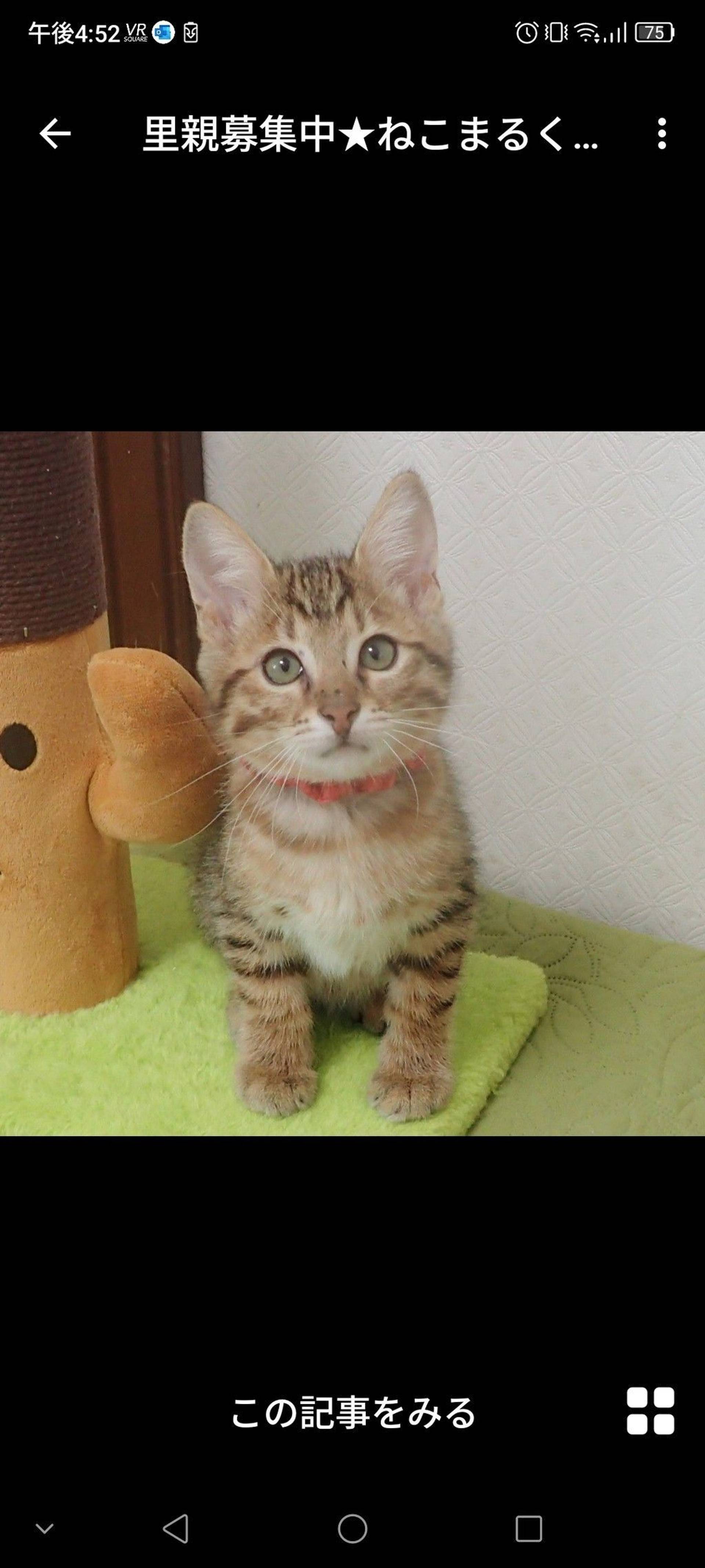 雑種（ミックス猫）・オスの里親募集の写真
