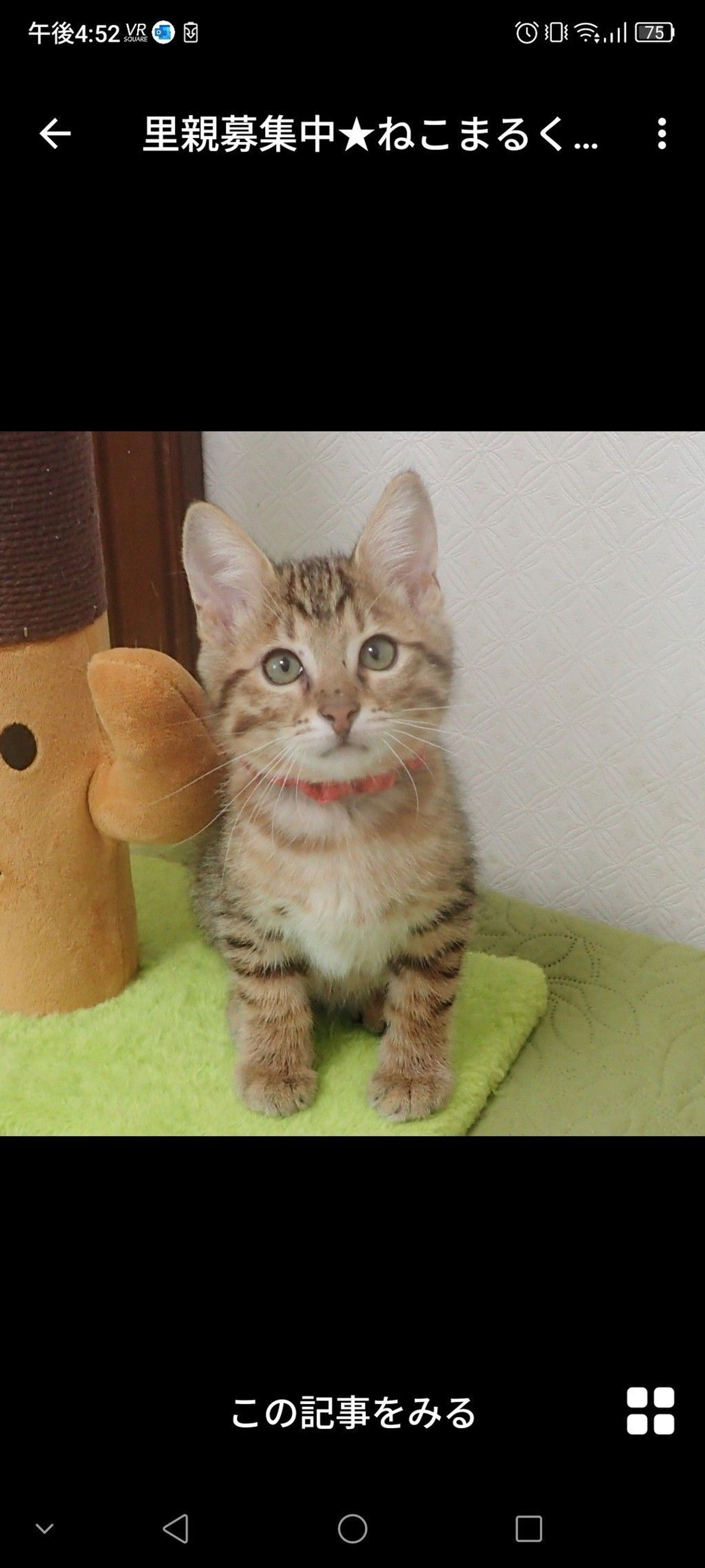 雑種（ミックス猫）・オスの里親募集の写真