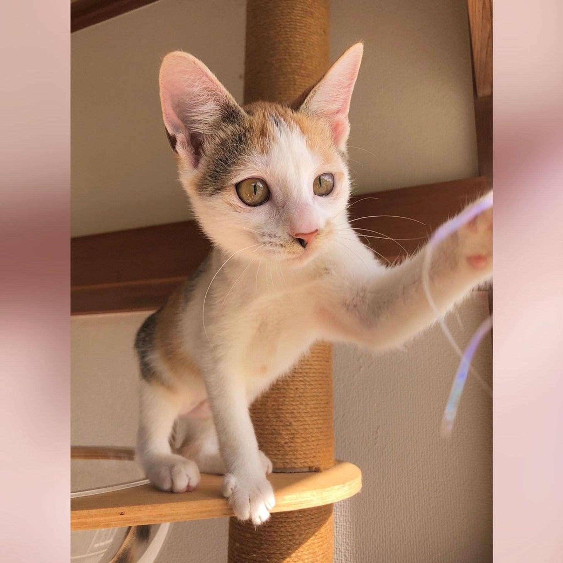 雑種（ミックス猫）・メスの里親募集の写真