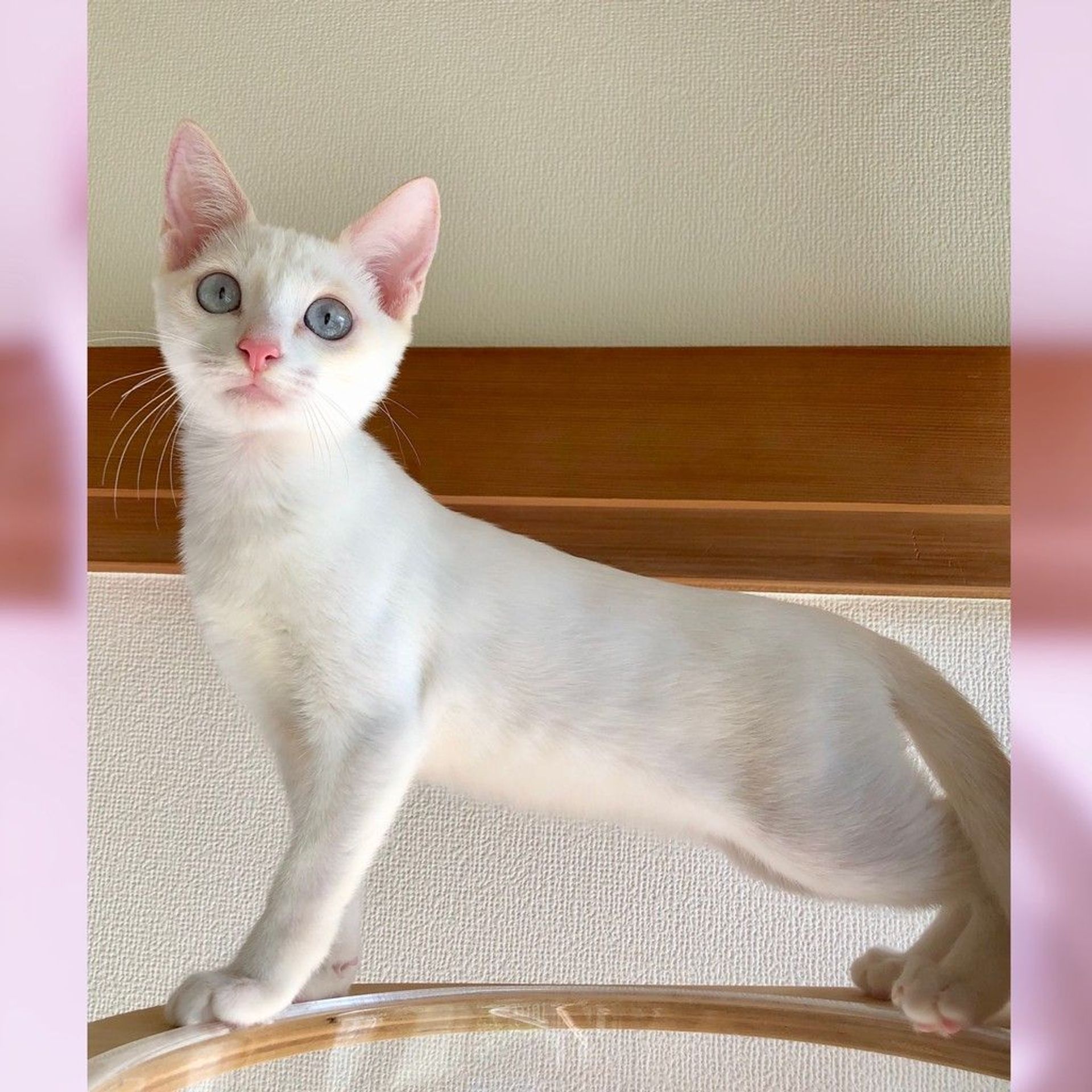 雑種（ミックス猫）・オスの里親募集の写真