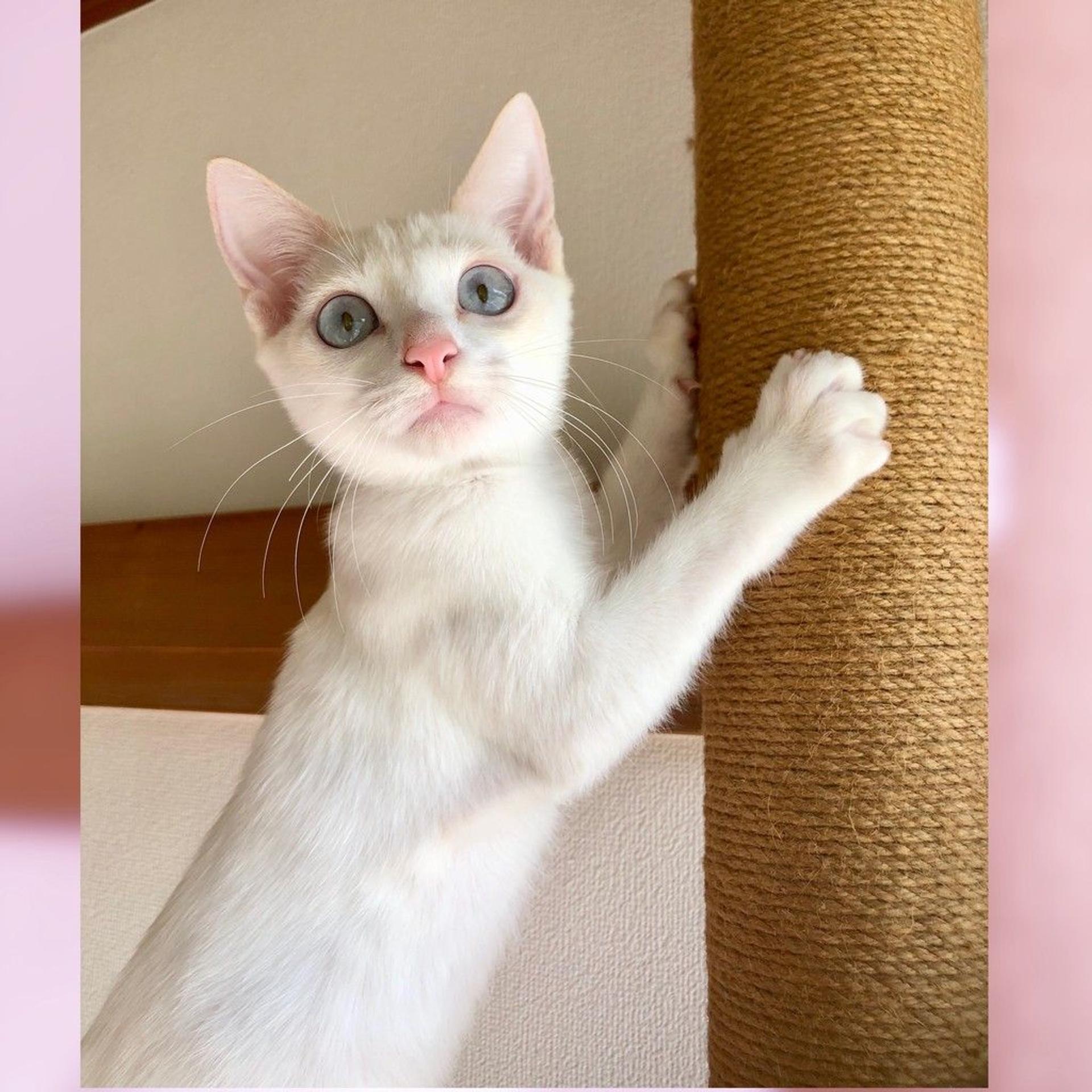 pet-image-3