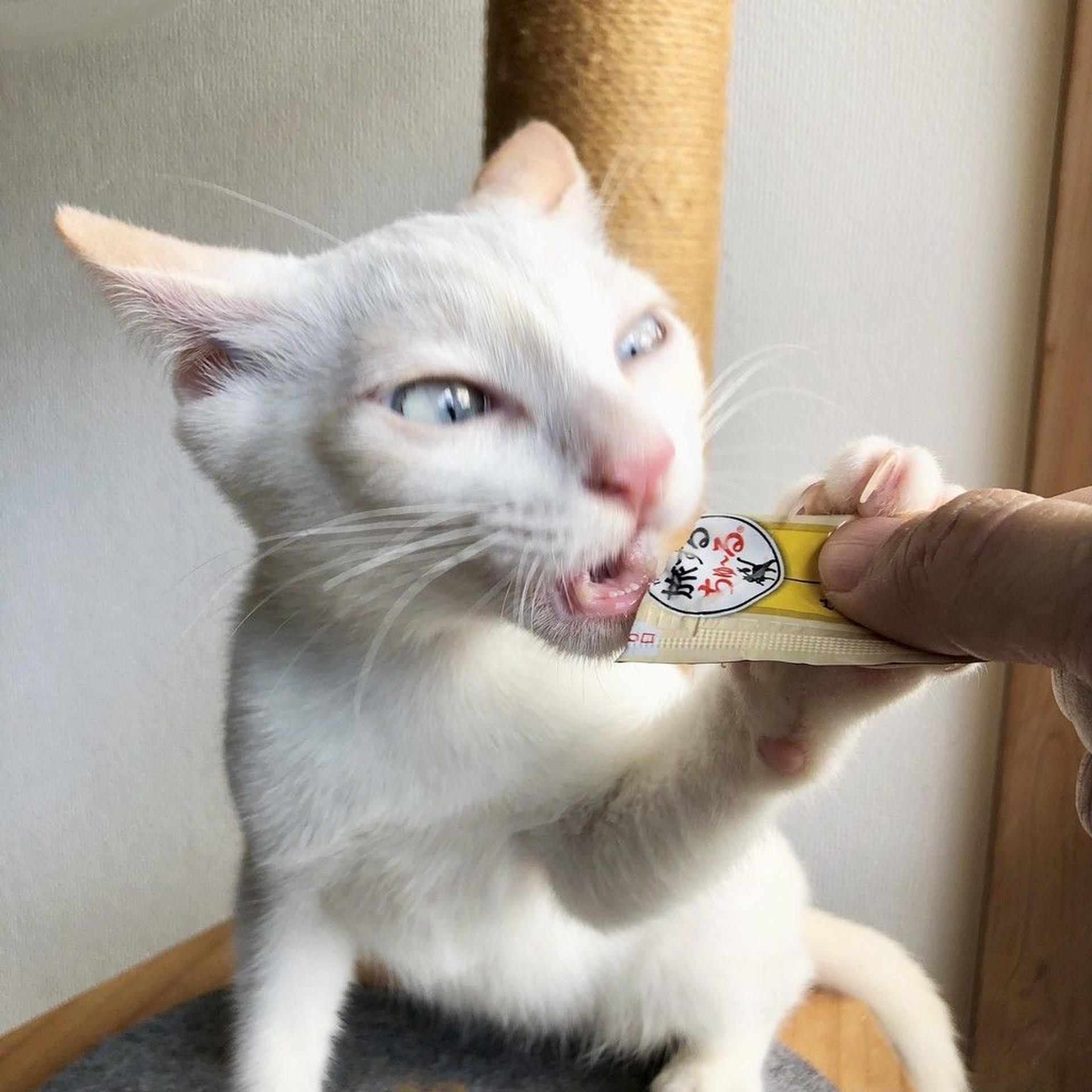 pet-image-5