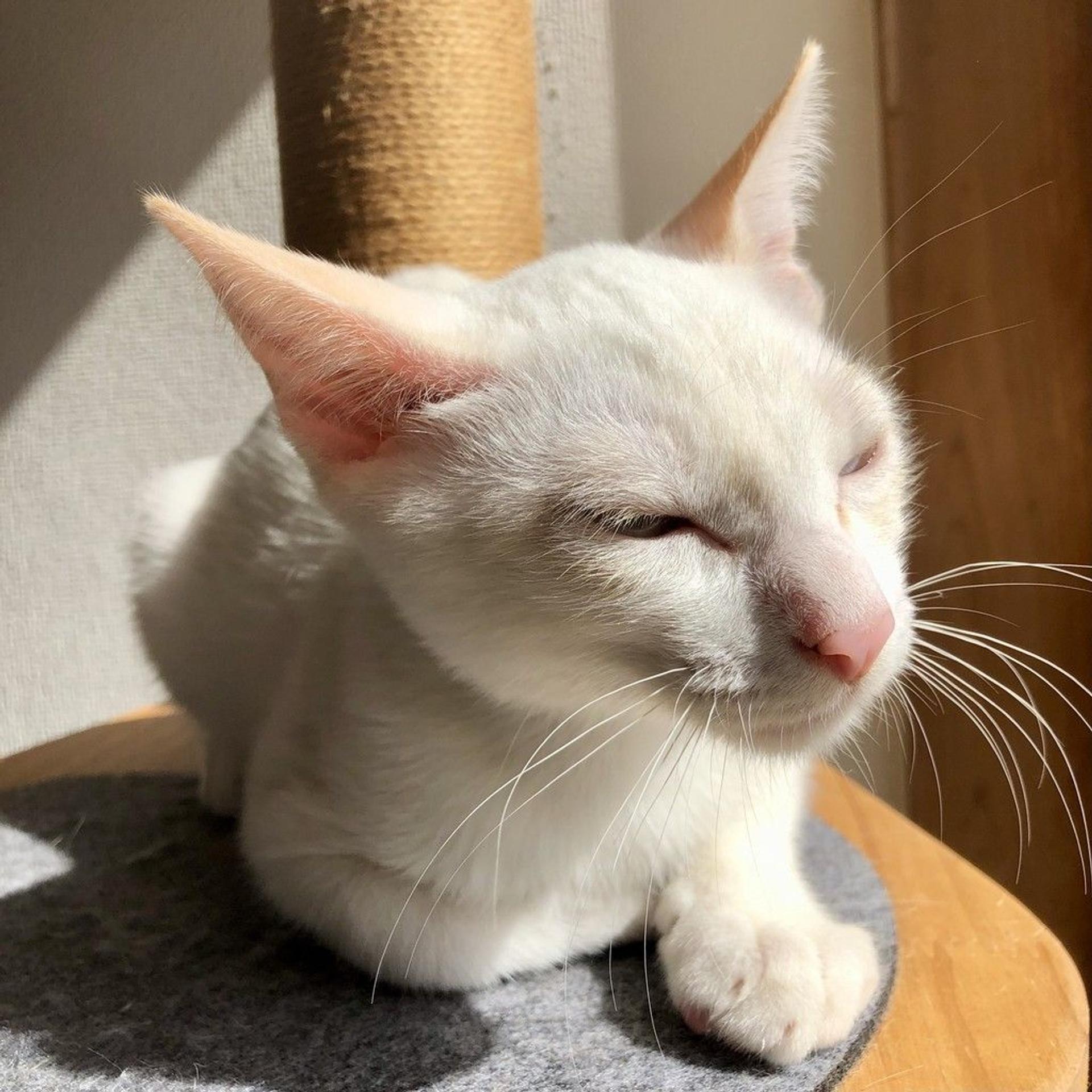 pet-image-8