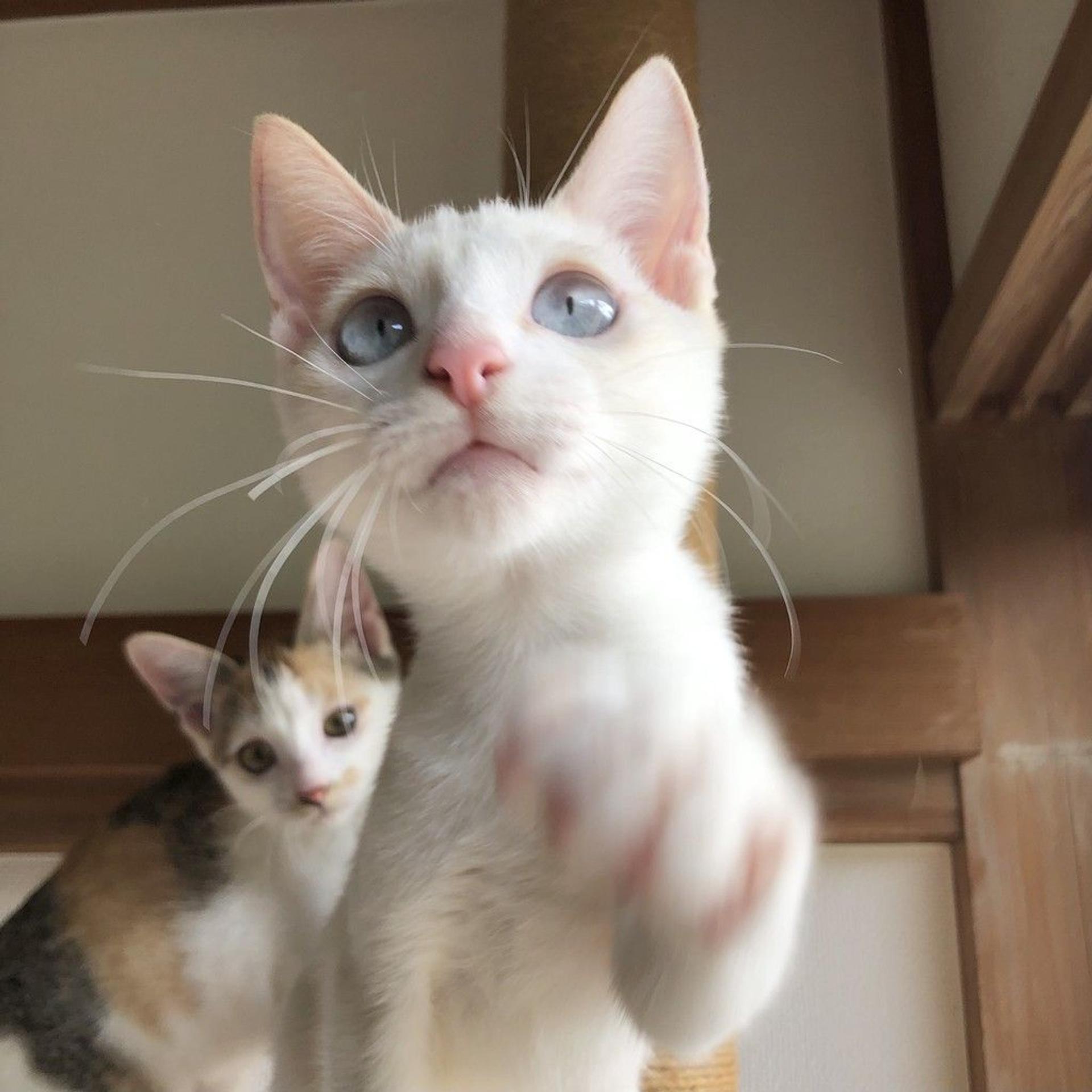 pet-image-9