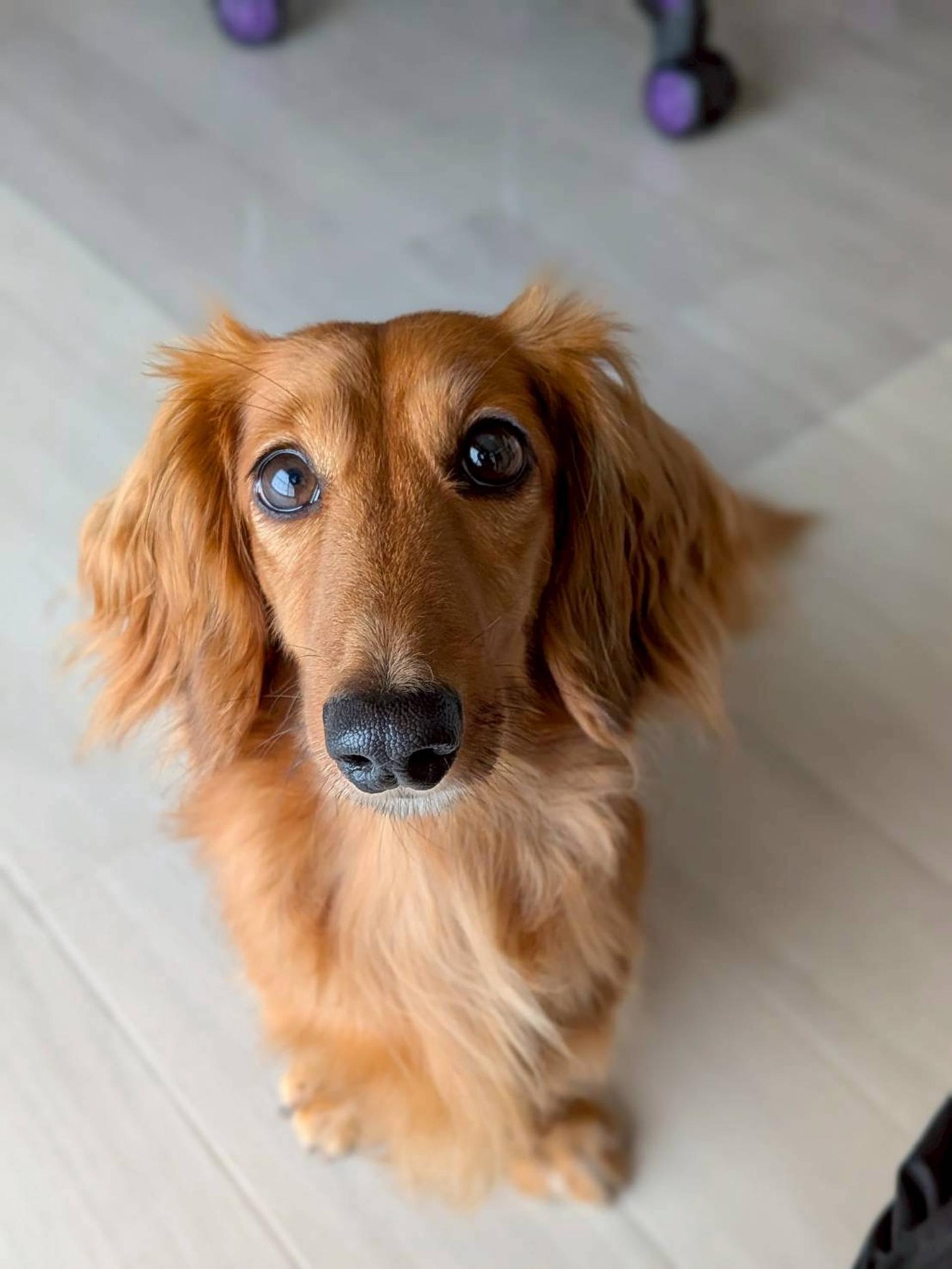 pet-image-2