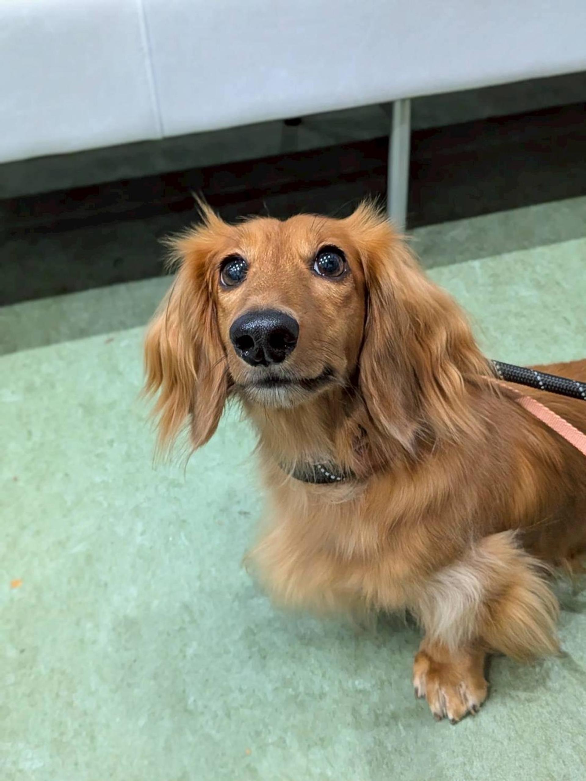 pet-image-3