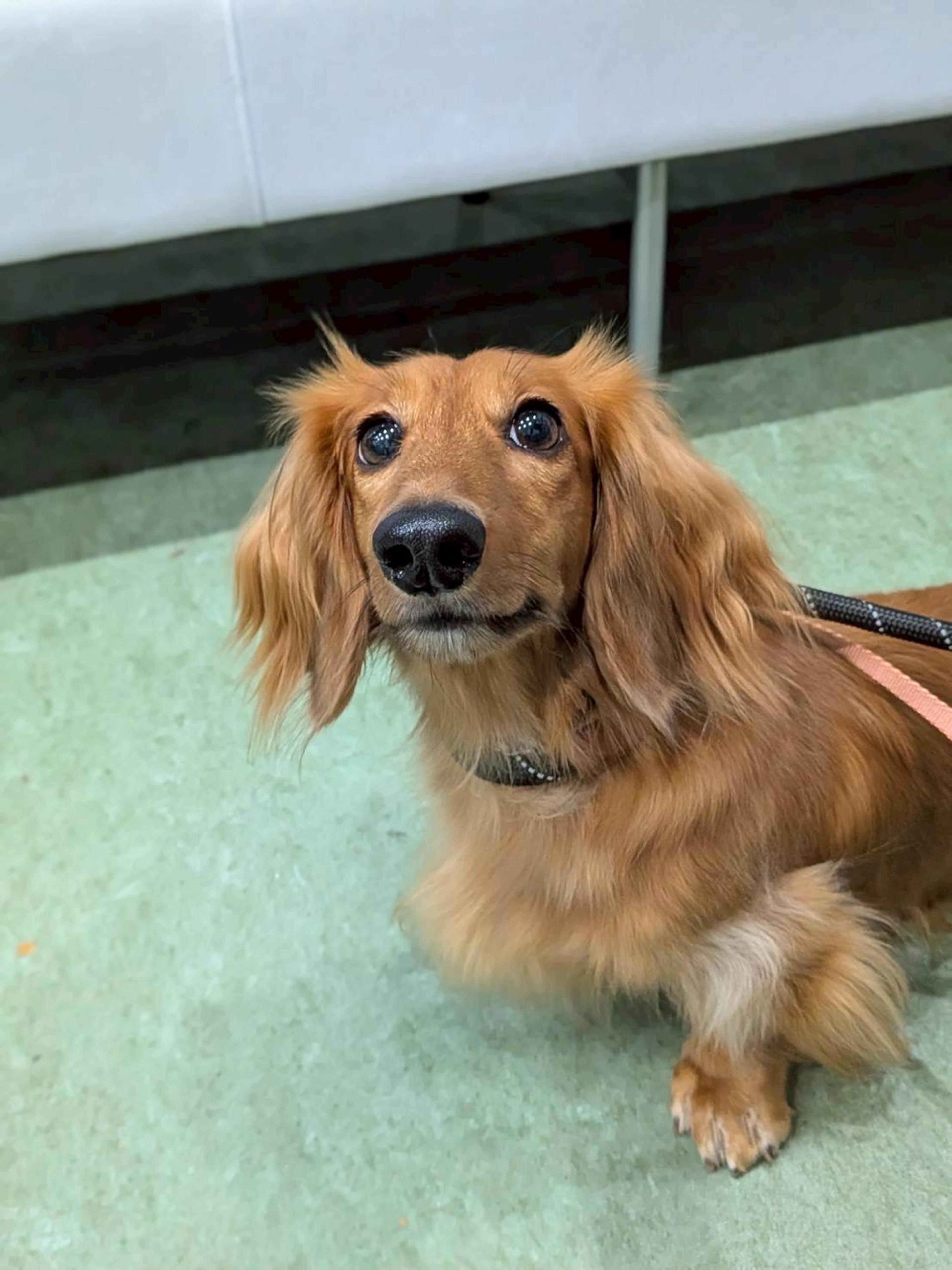 pet-image-3