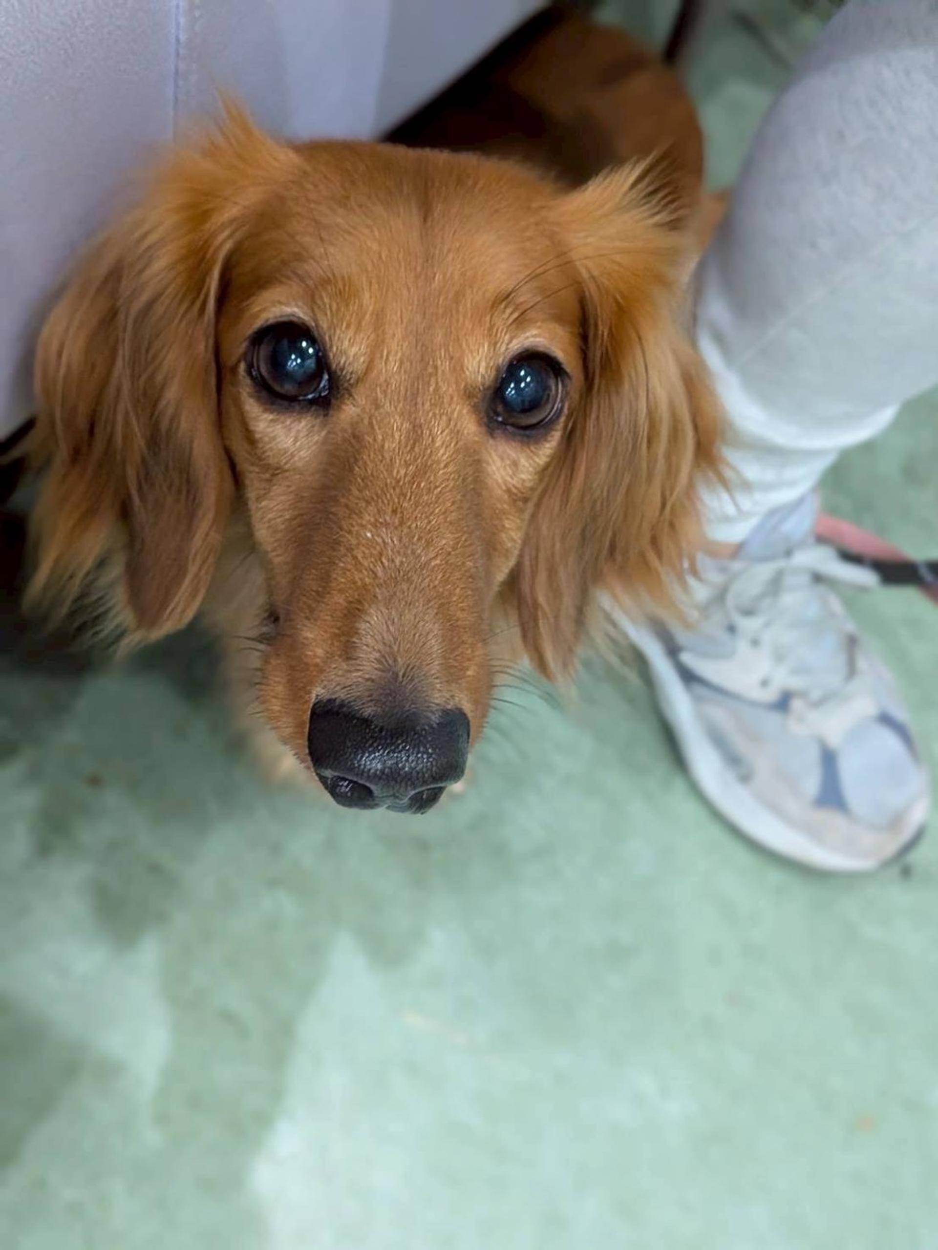 pet-image-5