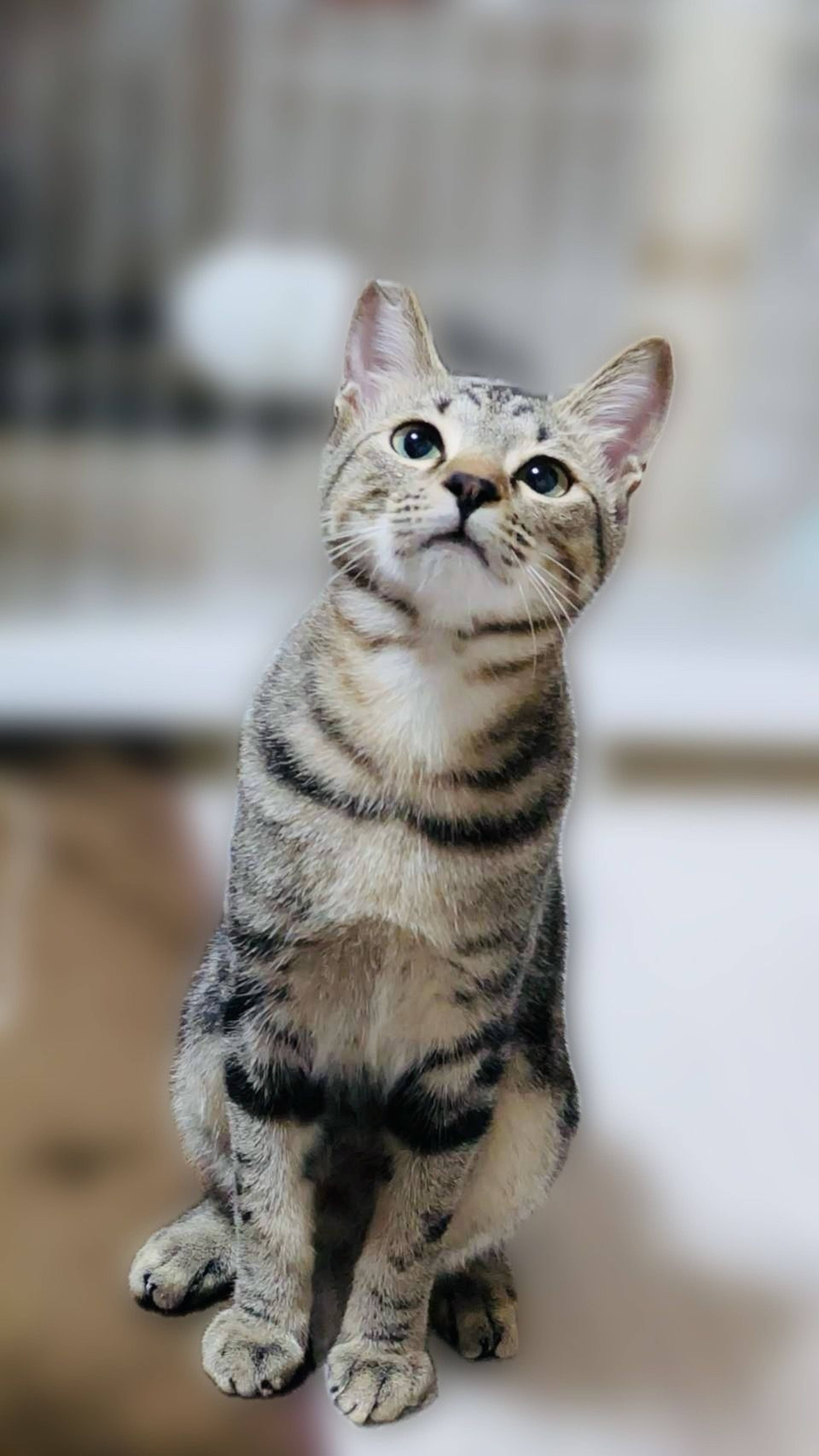 雑種（ミックス猫）・オスの里親募集の写真