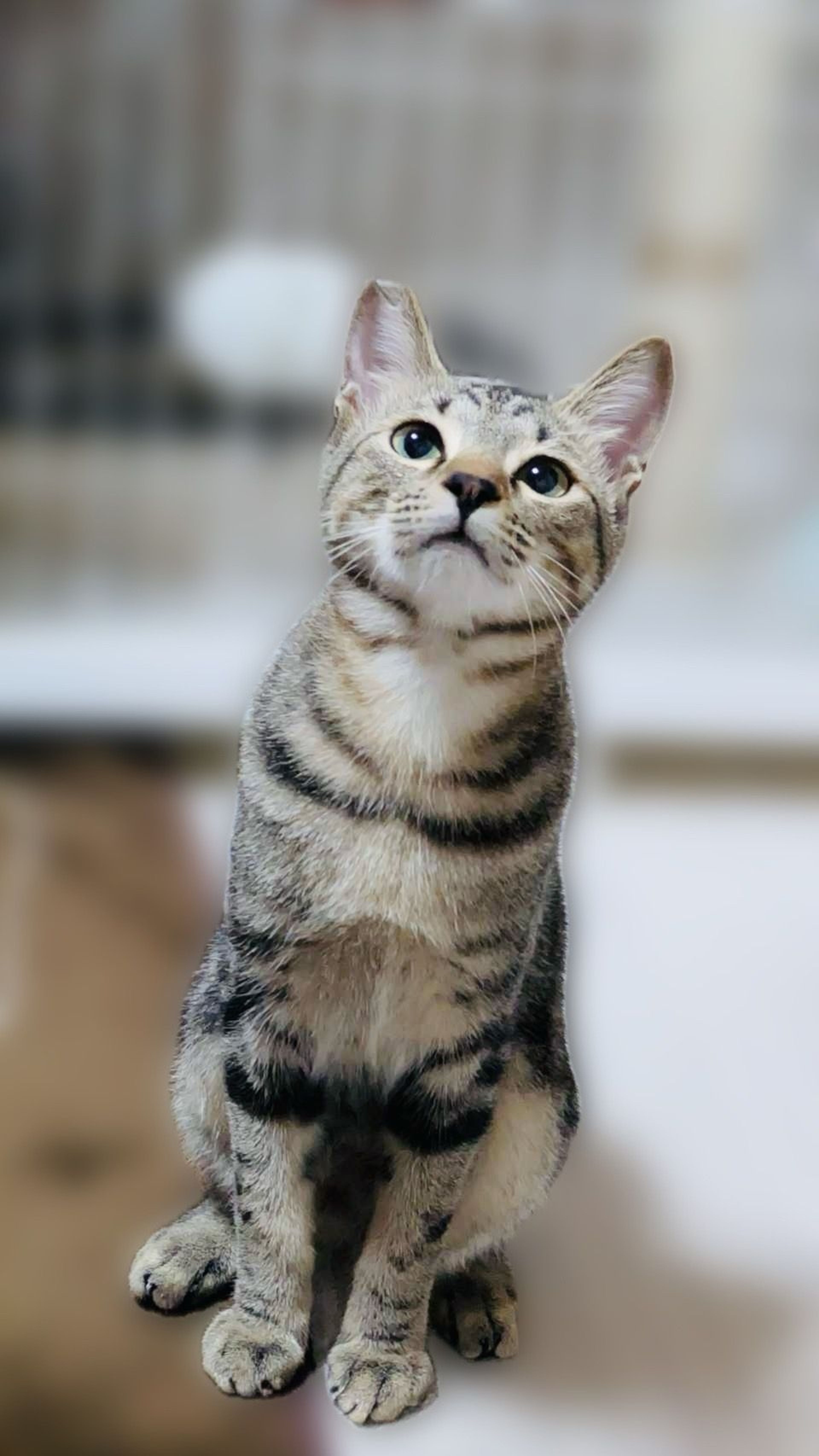 雑種（ミックス猫）・オスの里親募集の写真