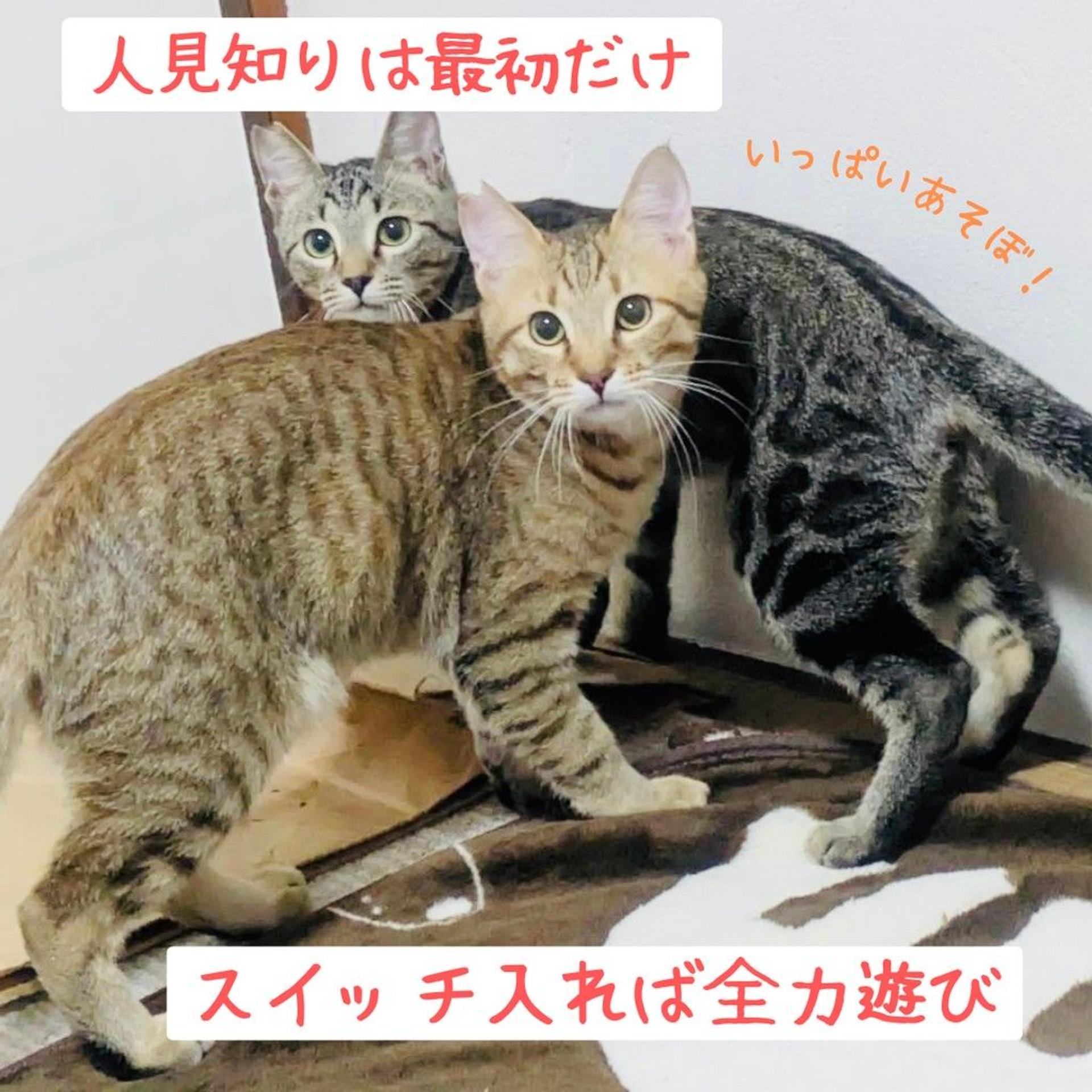 pet-image-4
