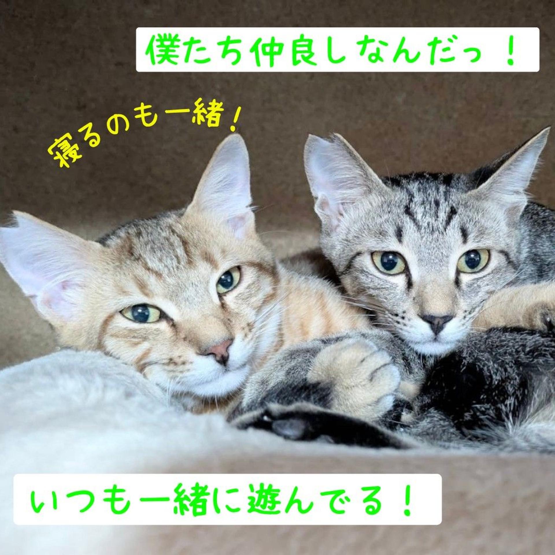 pet-image-6