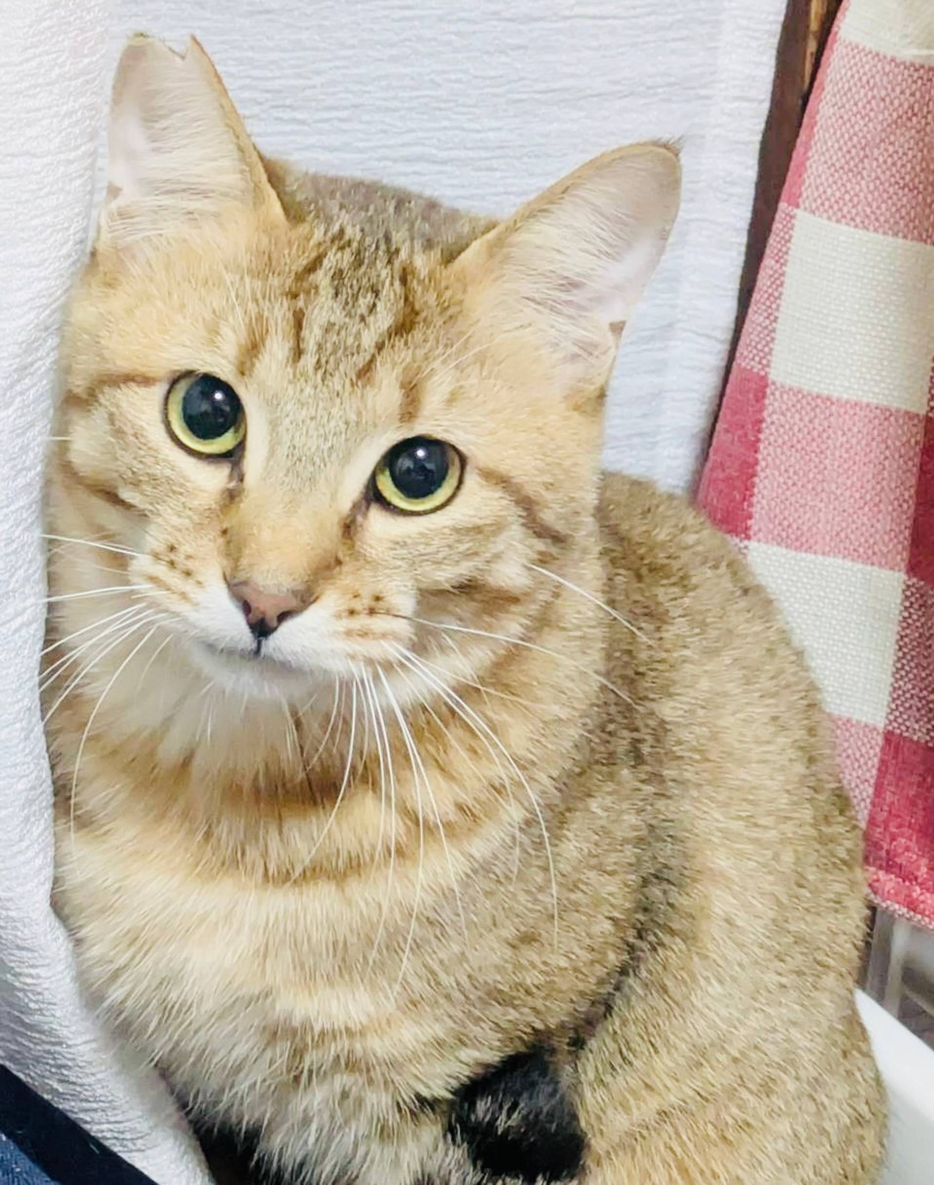 雑種（ミックス猫）・オスの里親募集の写真