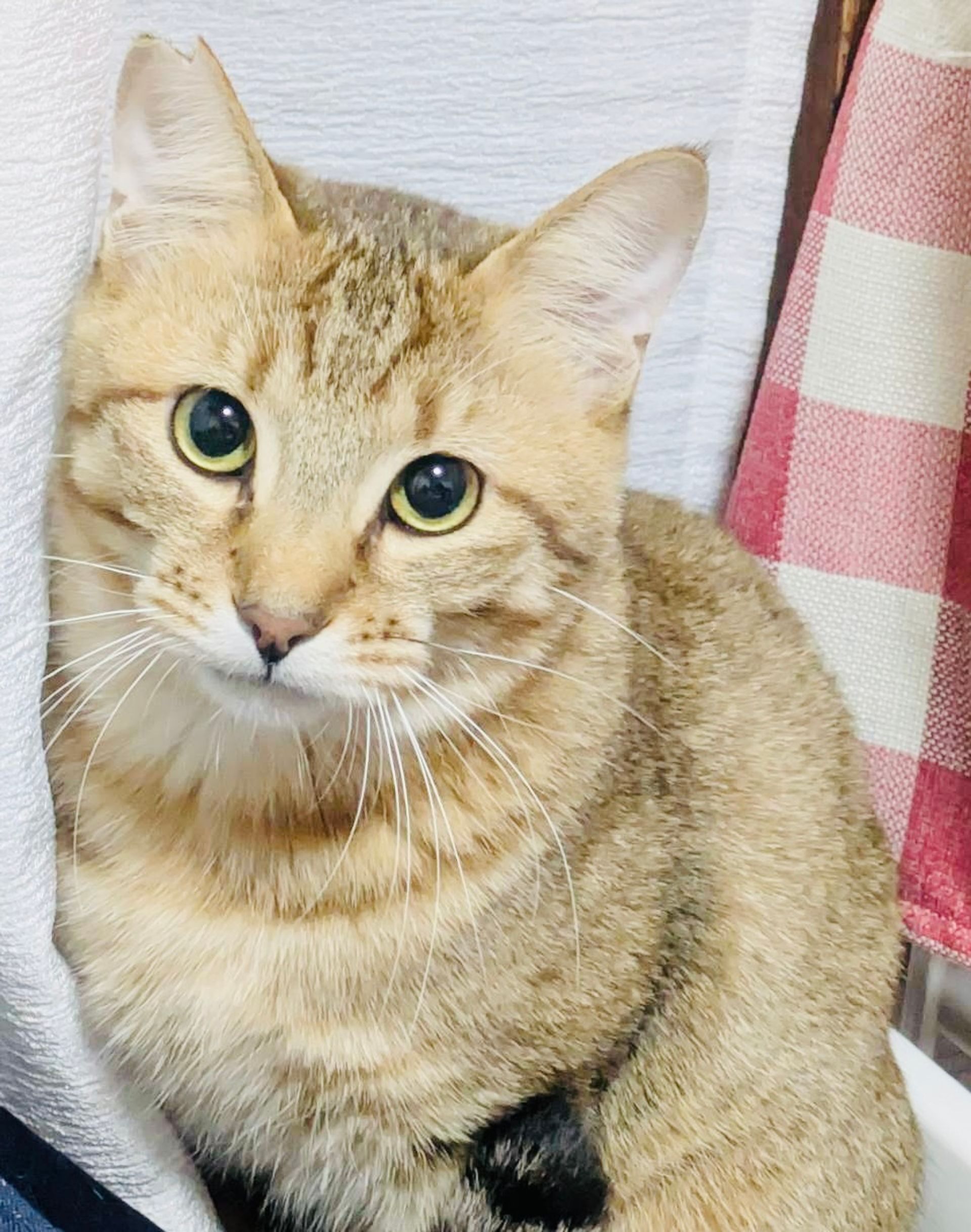 雑種（ミックス猫）・オスの里親募集の写真