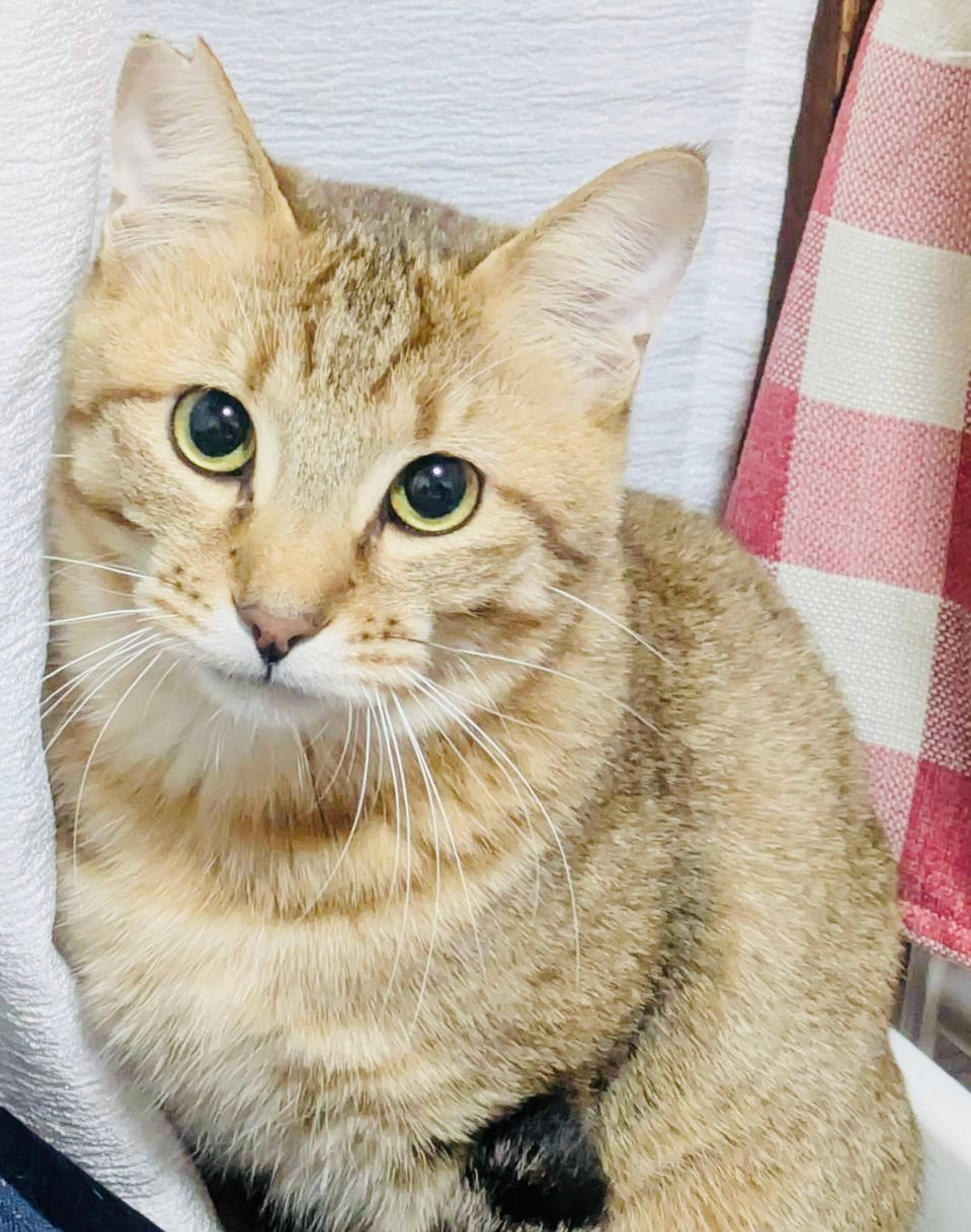 雑種（ミックス猫）・オスの里親募集の写真