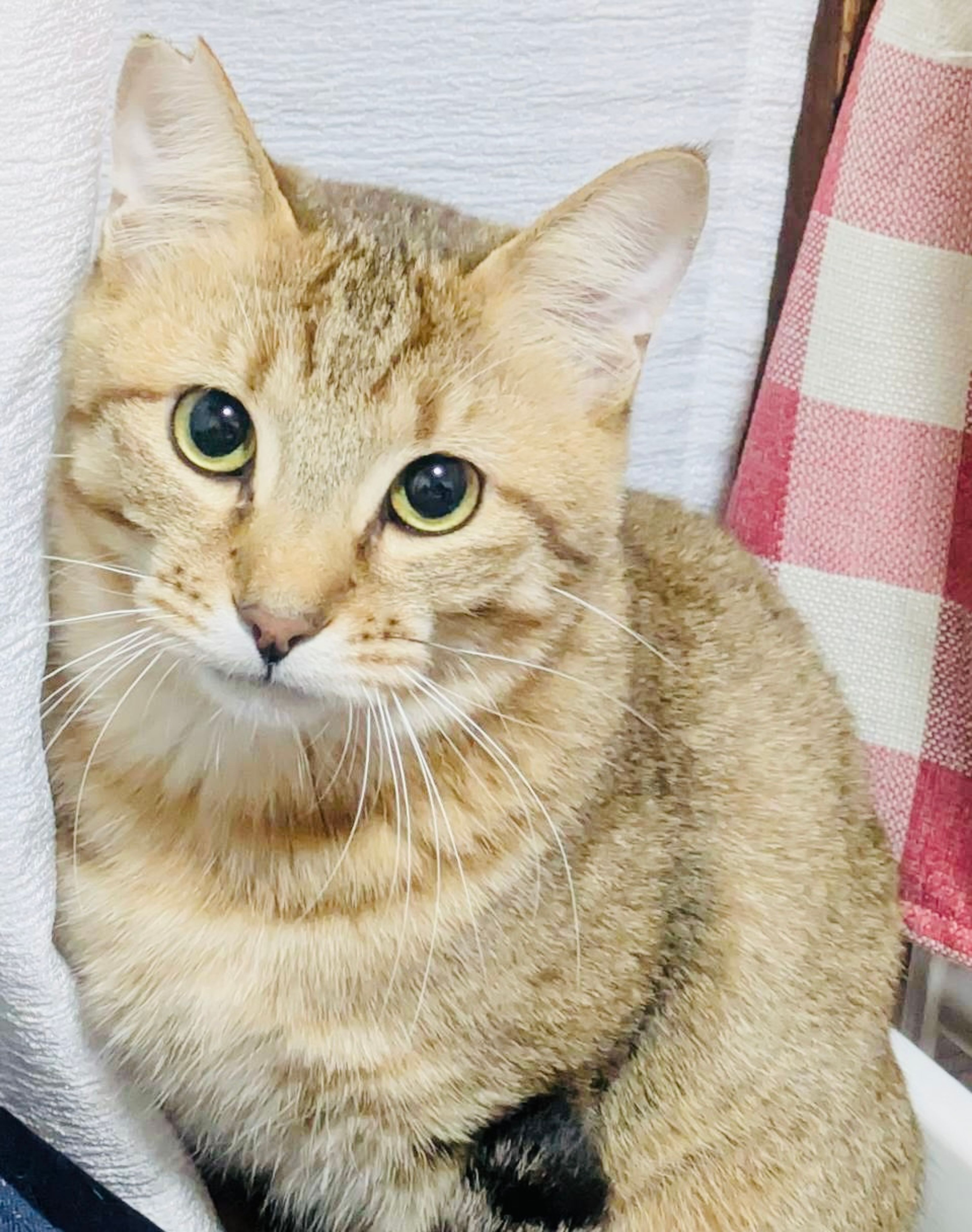 雑種（ミックス猫）・オスの里親募集の写真