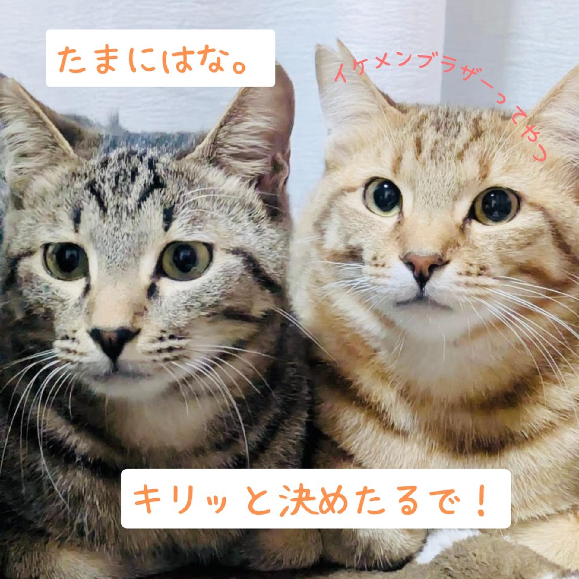 pet-image-5