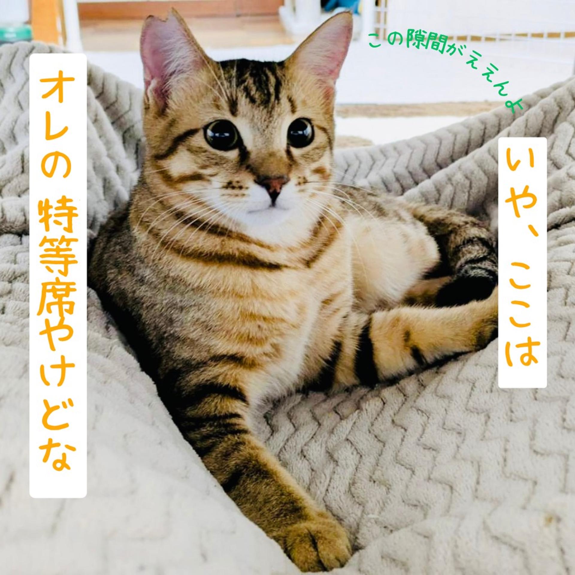 pet-image-8