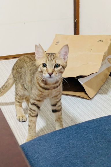 とらじろう