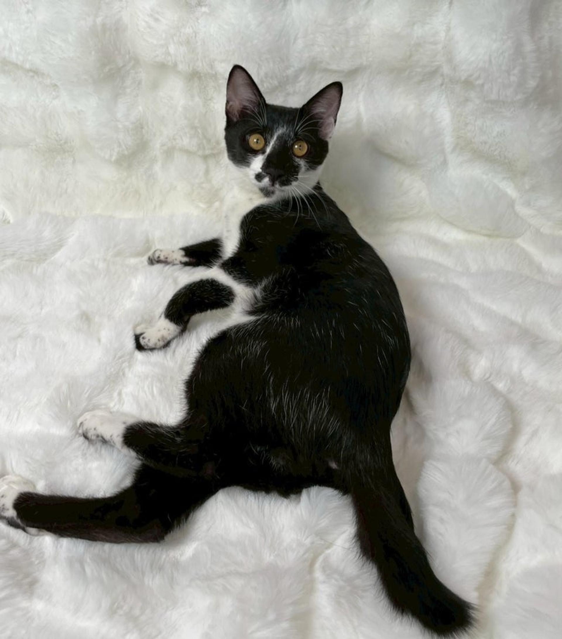 pet-image-3